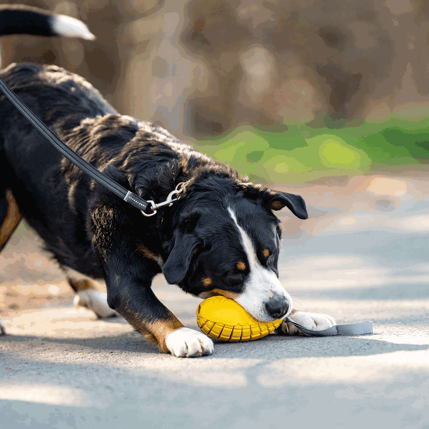 Hundespielzeug FRUIT CHALLENGE - "Mango" | 5819900300_18.png | 1704467202