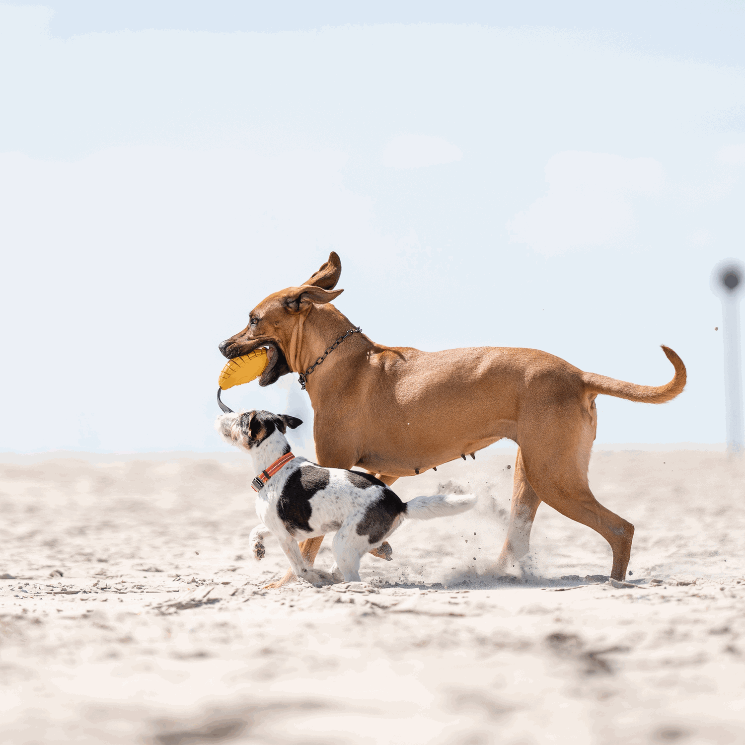 Hundespielzeug FRUIT CHALLENGE - "Mango" | 5819900300_21.png | 1704467204