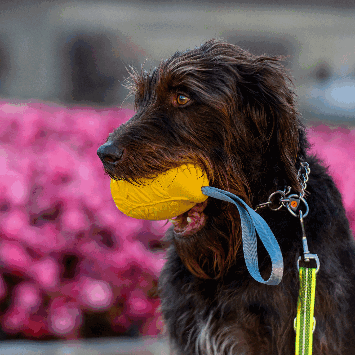 Hundespielzeug FRUIT CHALLENGE - "Mango" | 5819900300_8.png | 1704467205