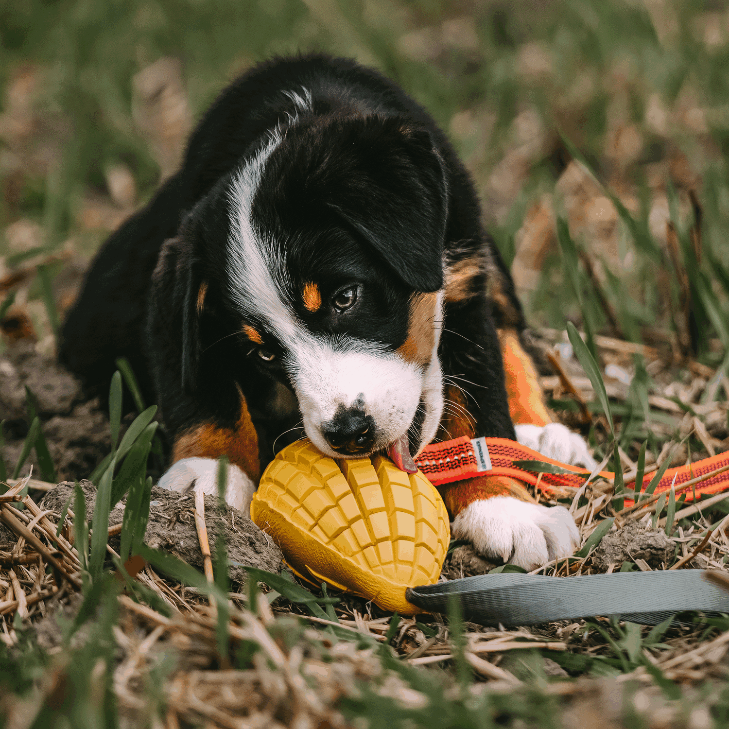 Hundespielzeug FRUIT CHALLENGE - "Mango" | 5819900300_9.png | 1704467206