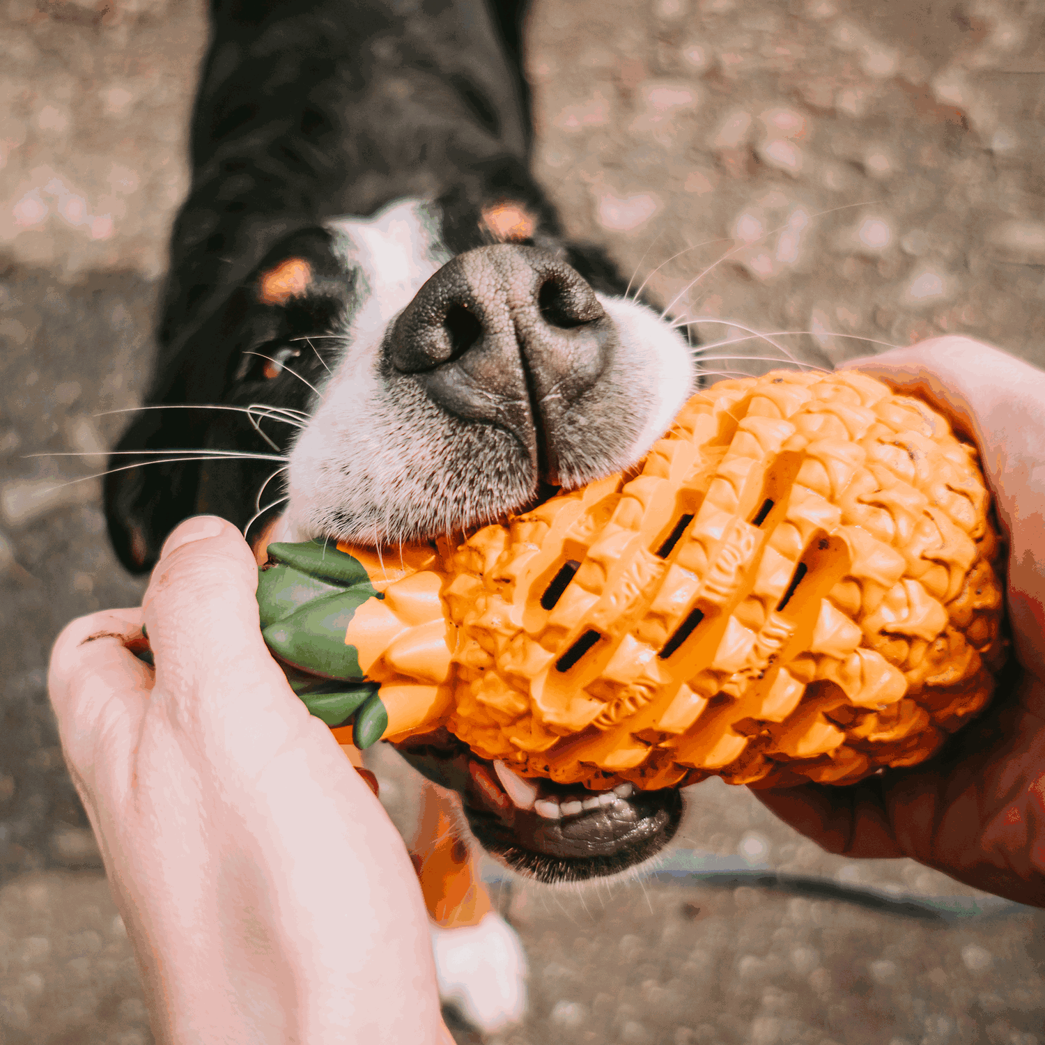 Hundespielzeug FRUIT CHALLENGE - "Ananas" (L)