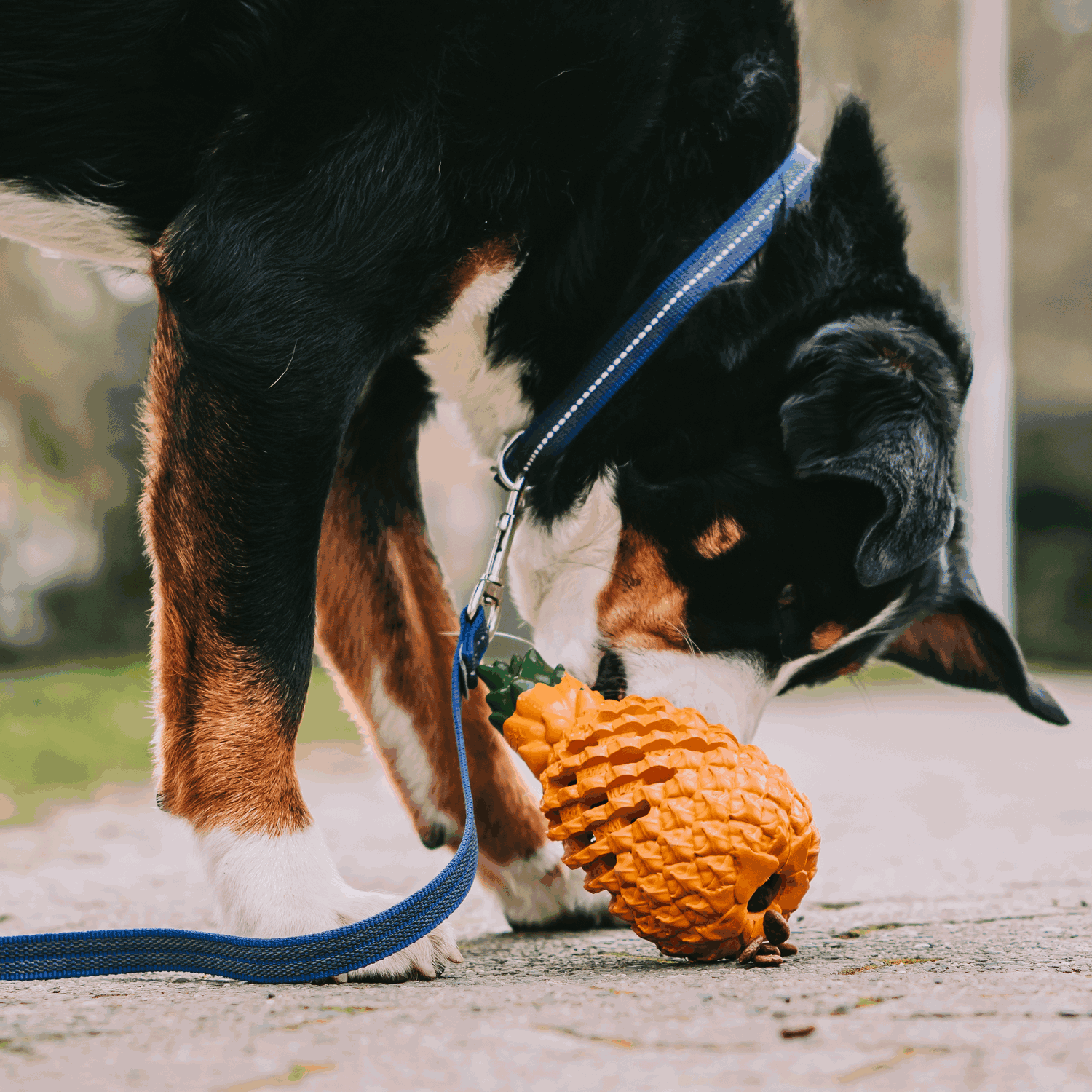 Hundespielzeug FRUIT CHALLENGE - "Ananas" (L)