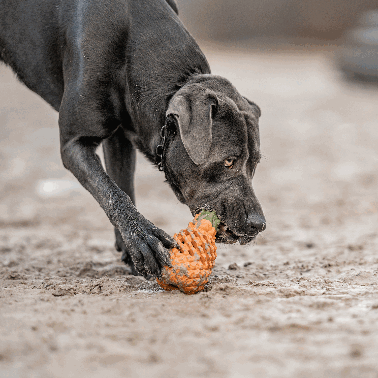 Hundespielzeug FRUIT CHALLENGE - "Ananas" (L)