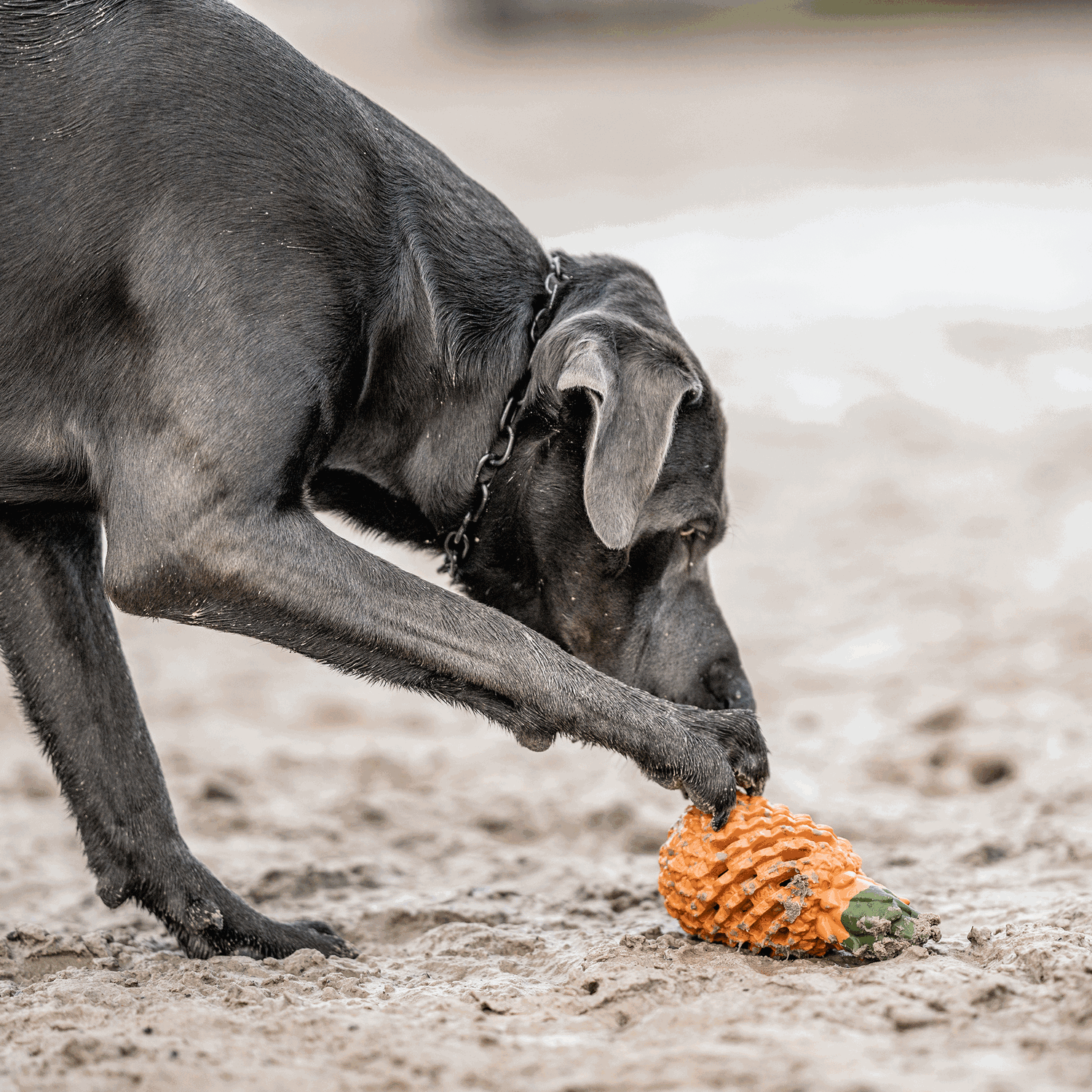Hundespielzeug FRUIT CHALLENGE - "Ananas" (L)