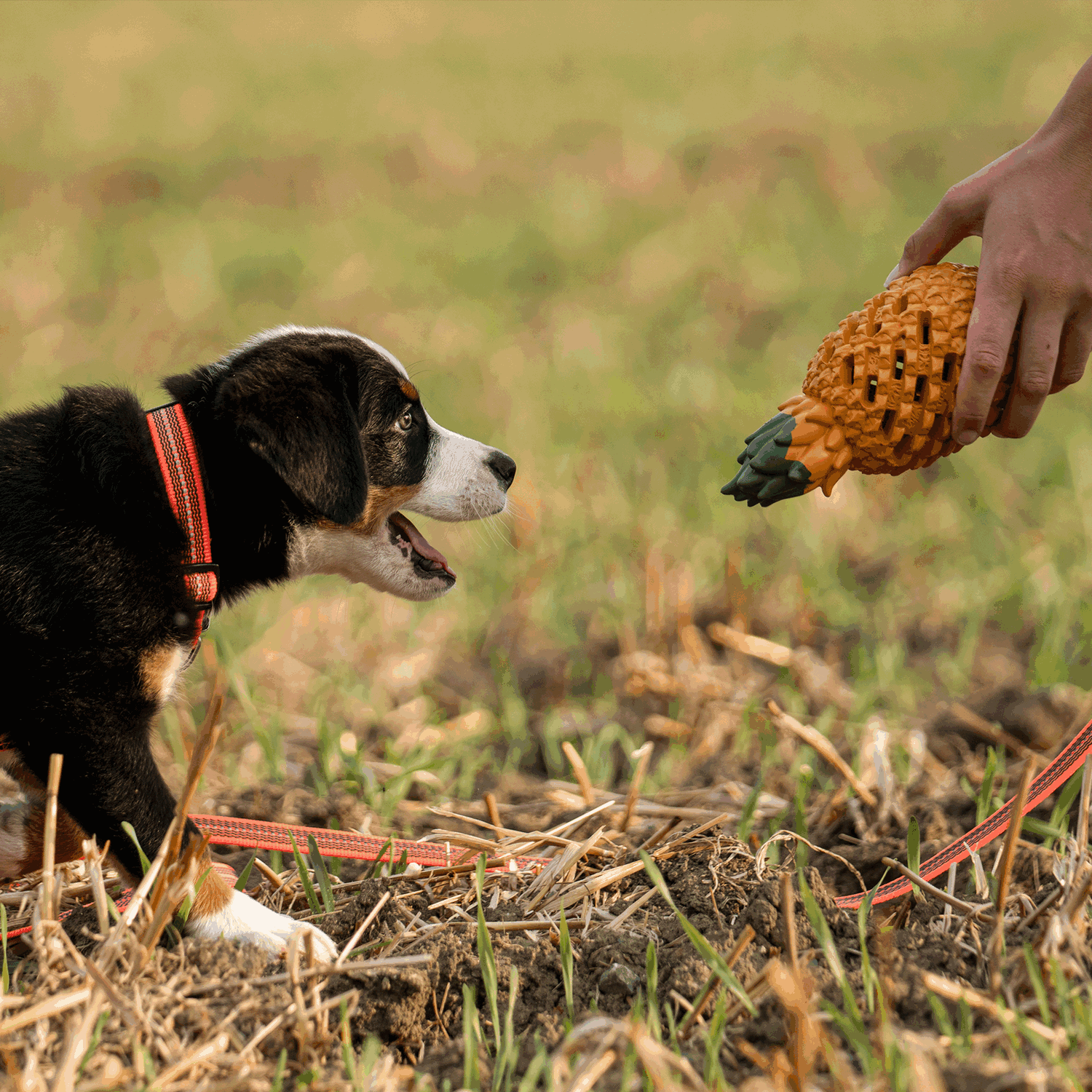 Hundespielzeug FRUIT CHALLENGE - "Ananas" (L)