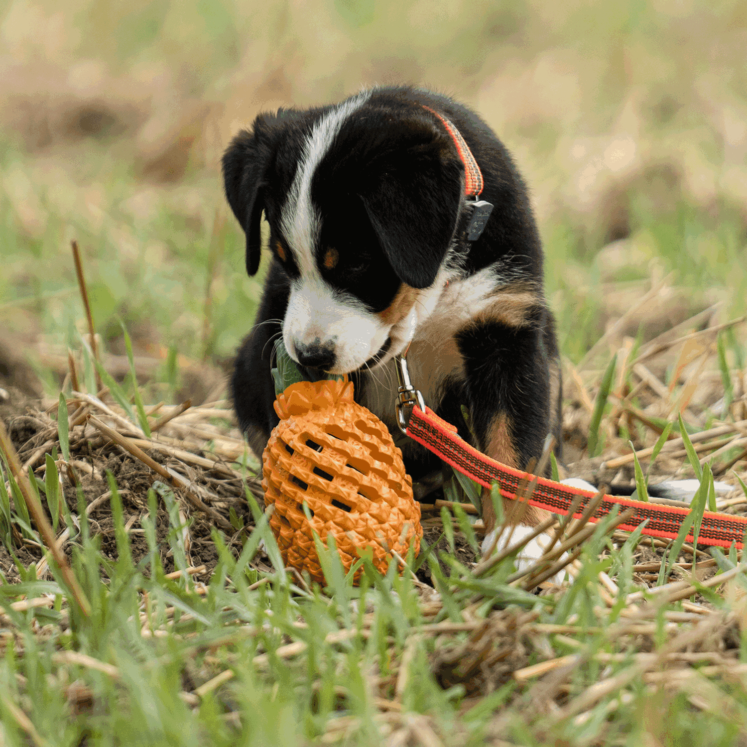 Hundespielzeug FRUIT CHALLENGE - "Ananas" (L)