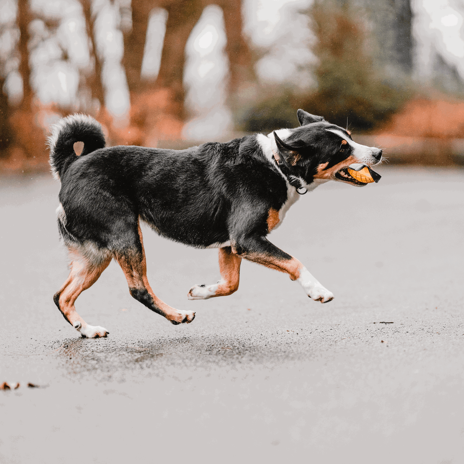 Hundespielzeug FRUIT CHALLENGE - "Mango" | 5819902300_10.png | 1704467211