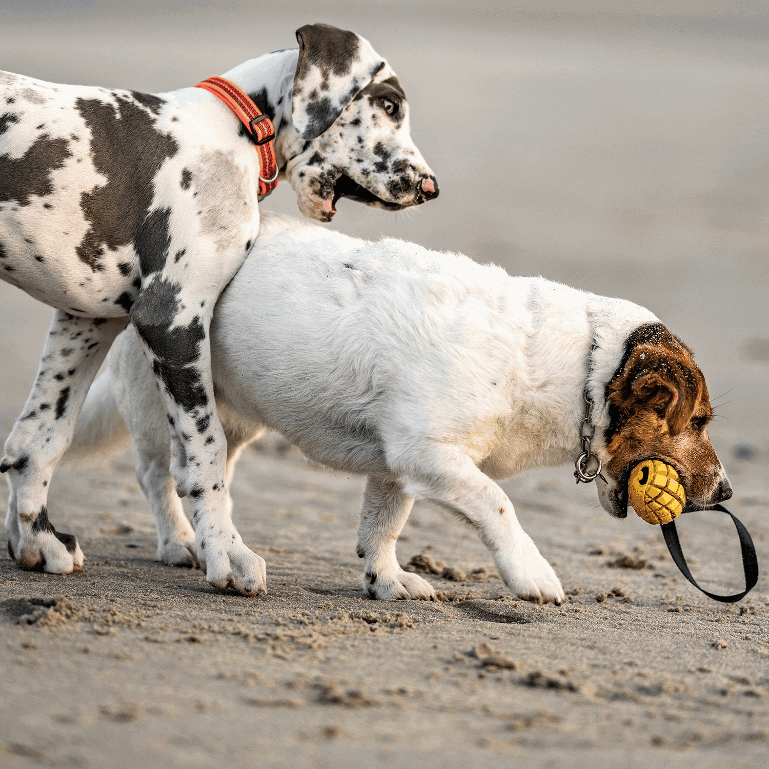 Hundespielzeug FRUIT CHALLENGE - "Mango" | 5819902300_4.png | 1704467212