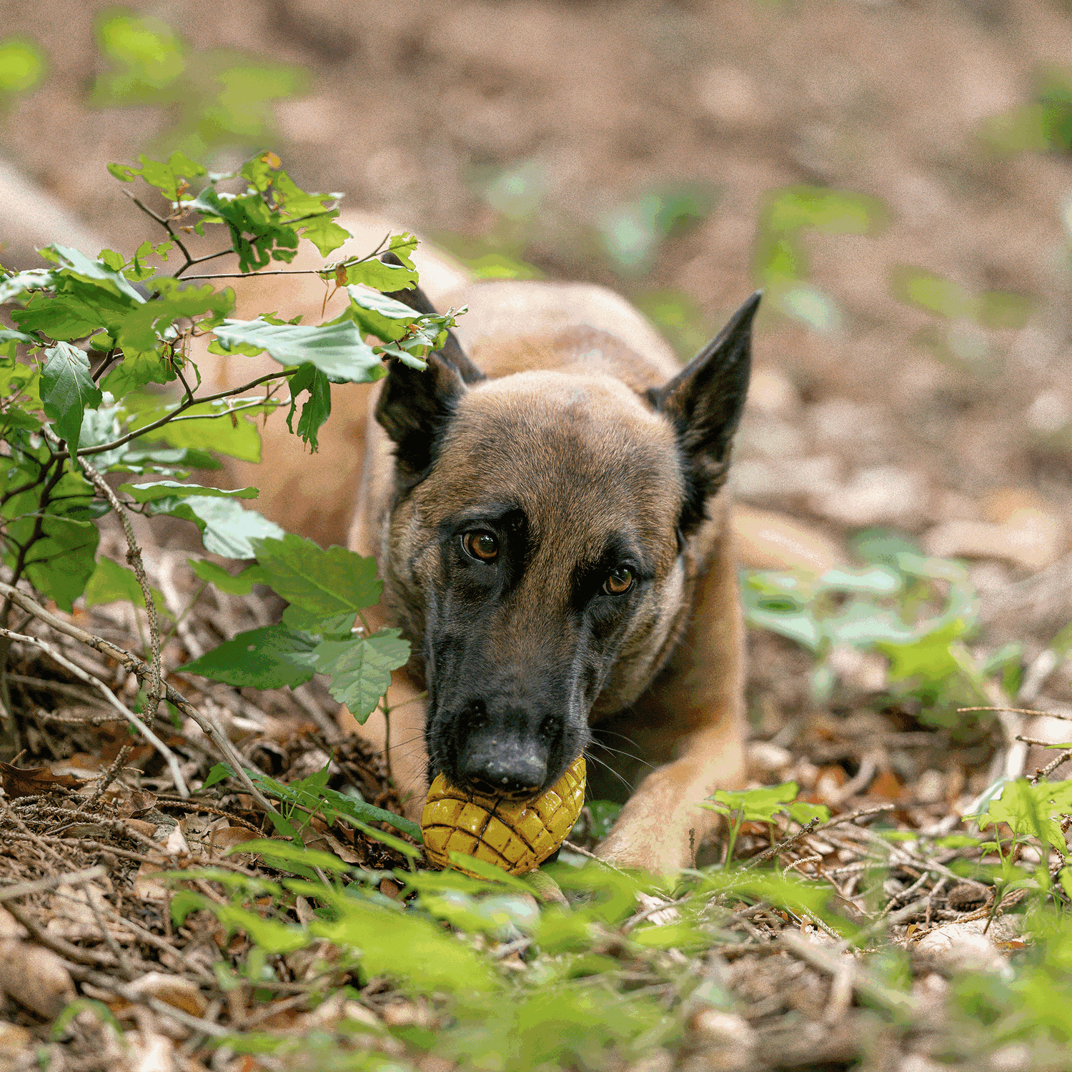 Hundespielzeug FRUIT CHALLENGE - "Mango" | 5819902300_7.png | 1704467213