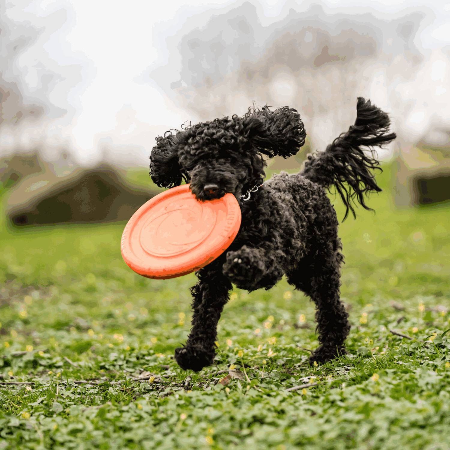Hundespielzeug Frisbee