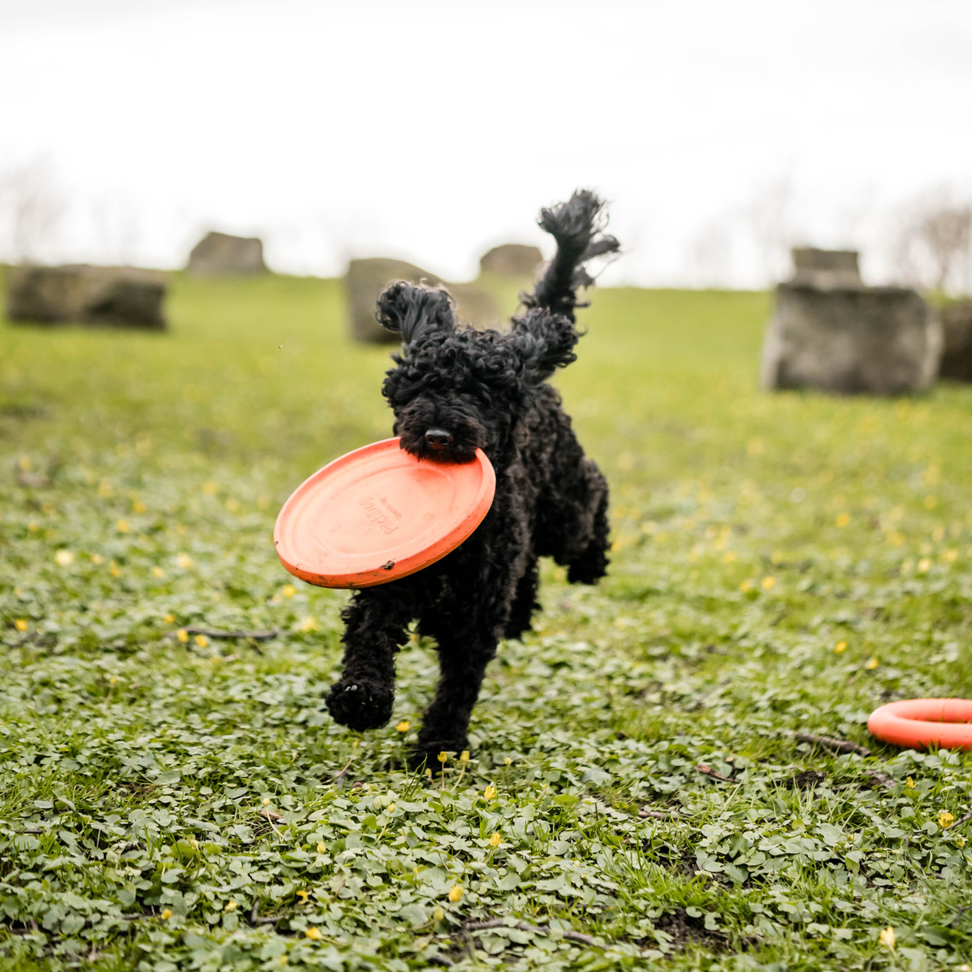 Hundespielzeug Frisbee