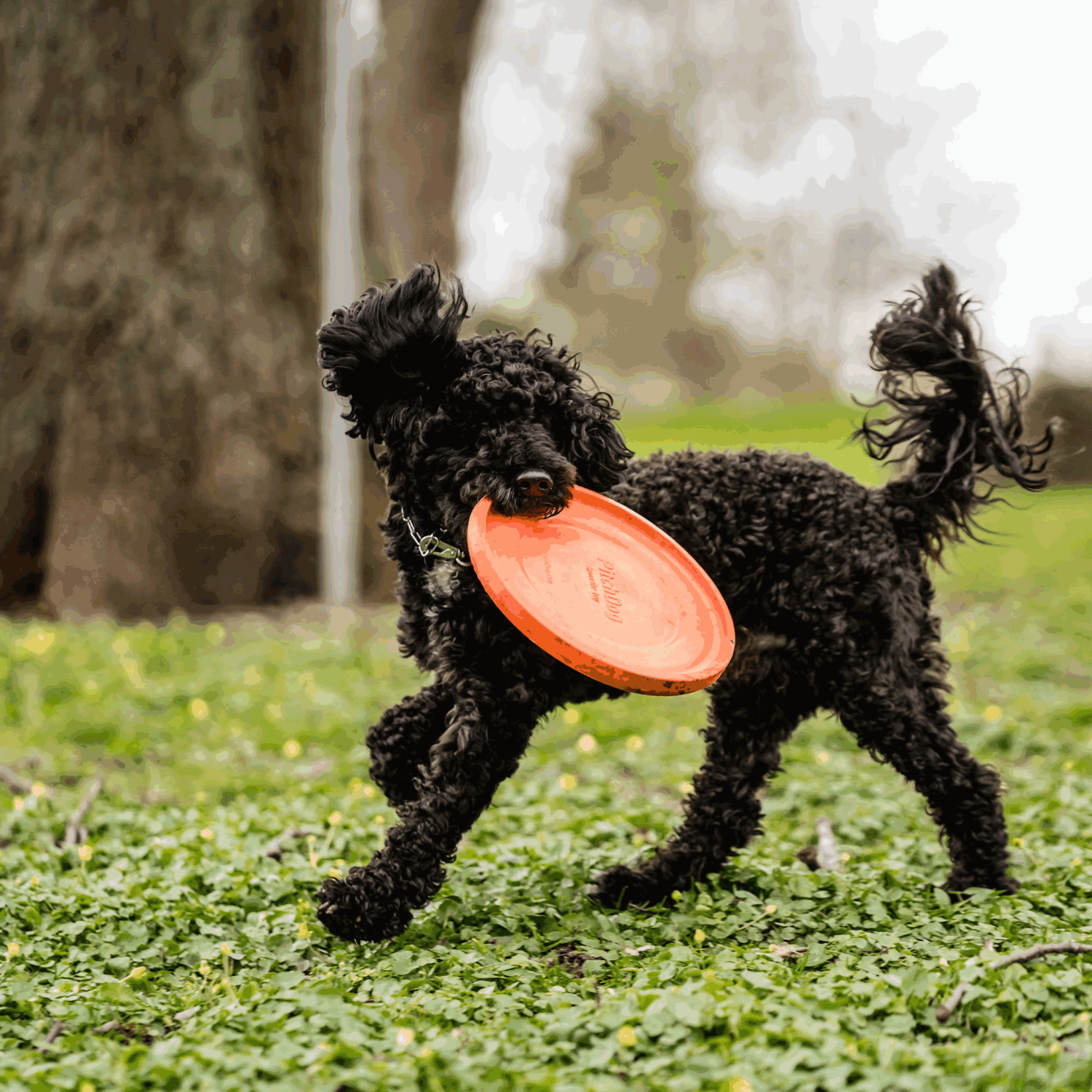Hundespielzeug Frisbee