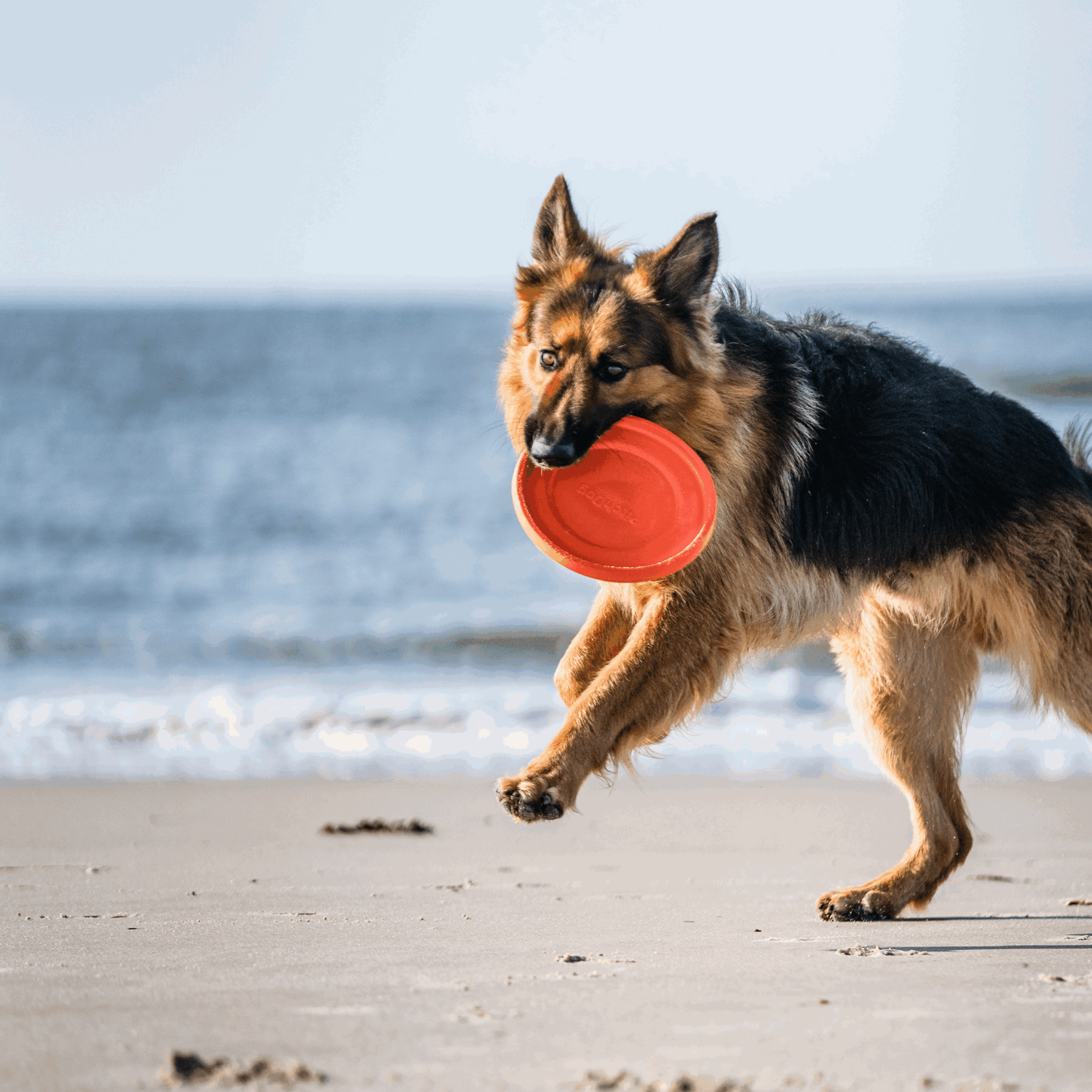 Hundespielzeug Frisbee