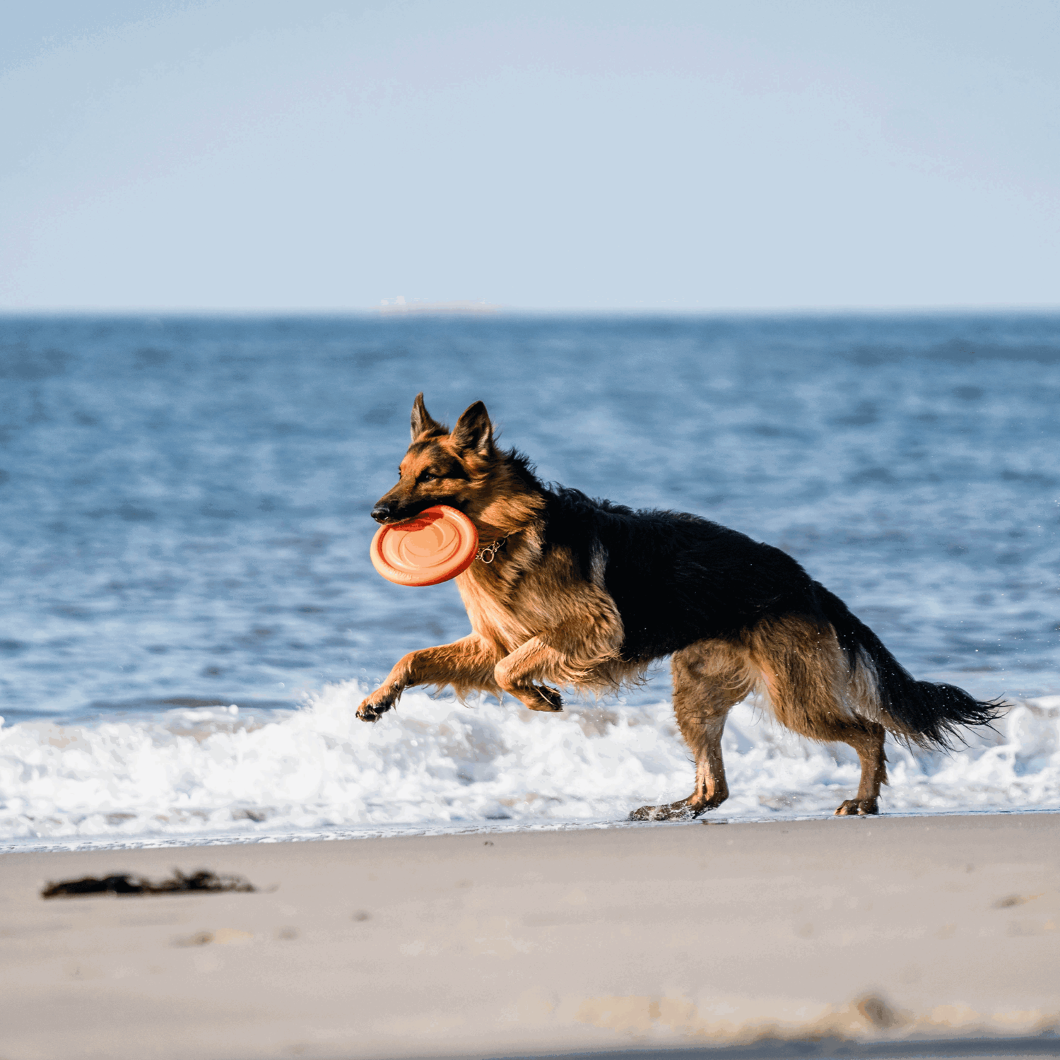 Hundespielzeug Frisbee
