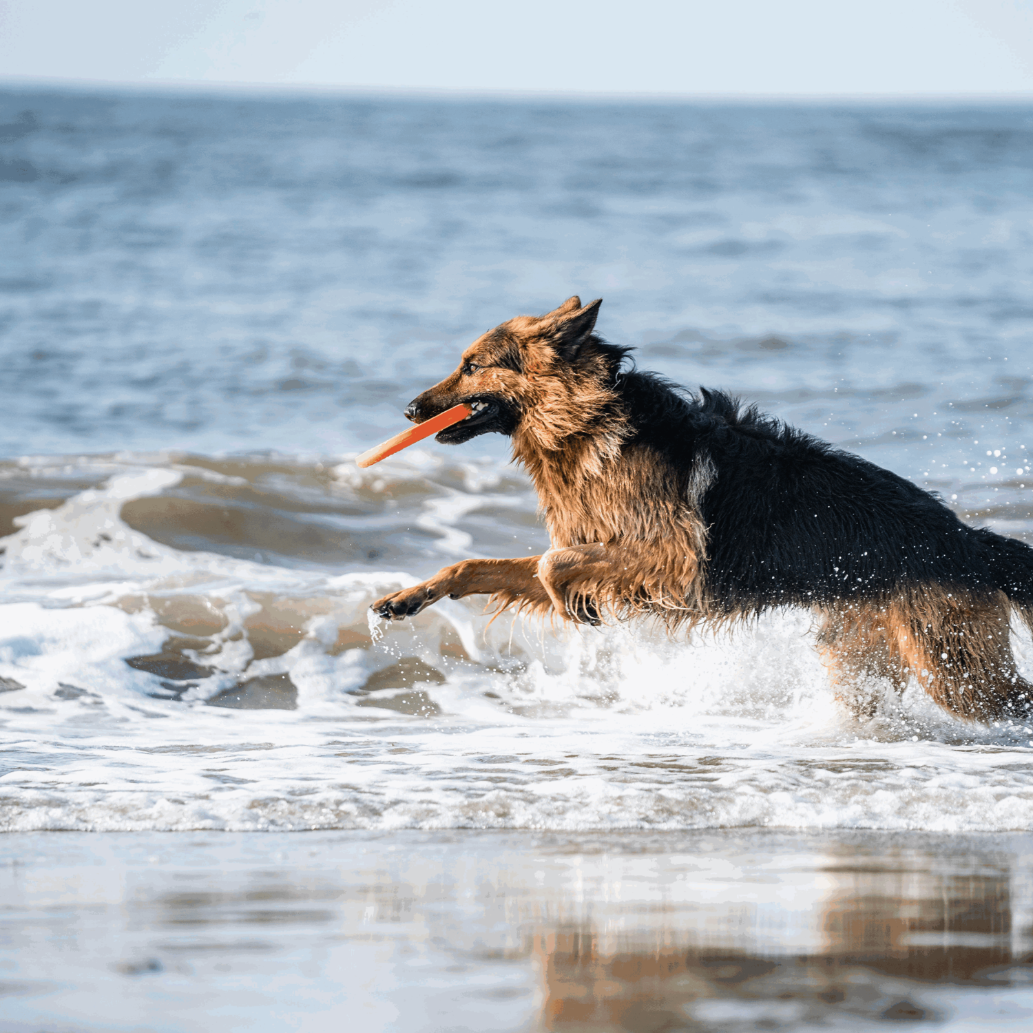 Hundespielzeug Frisbee