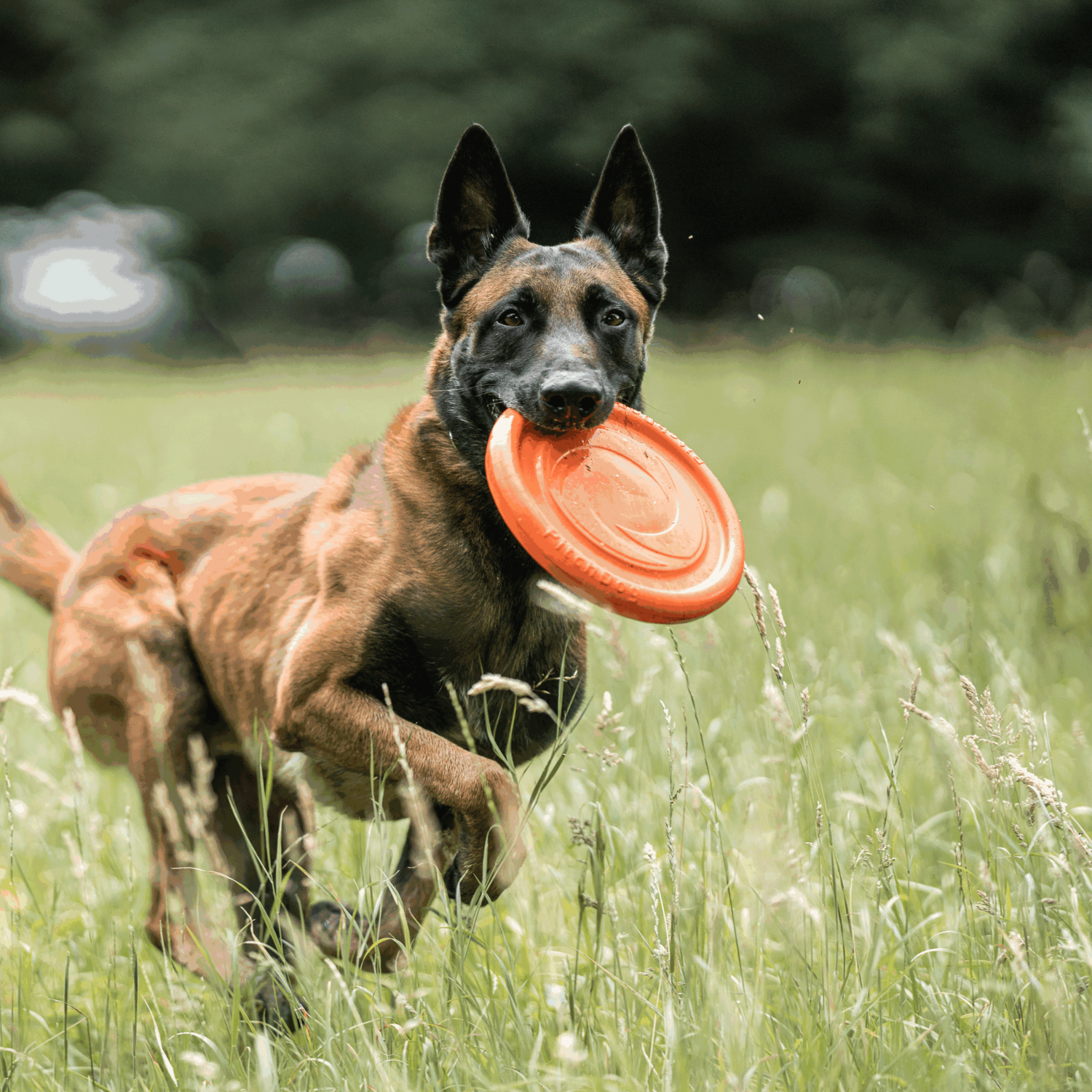Hundespielzeug Frisbee | 5819912177_4.png | 1700898521
