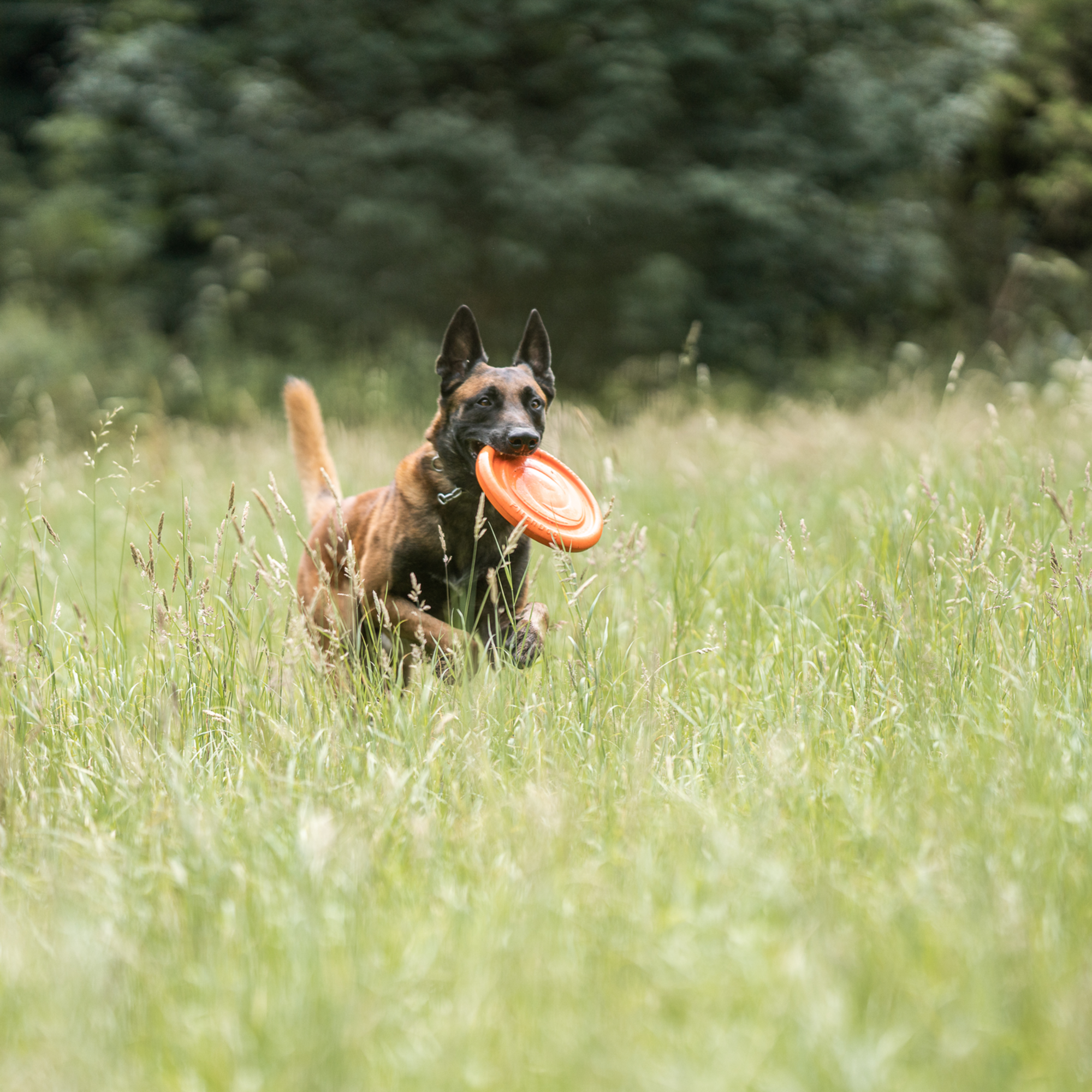 Hundespielzeug Frisbee