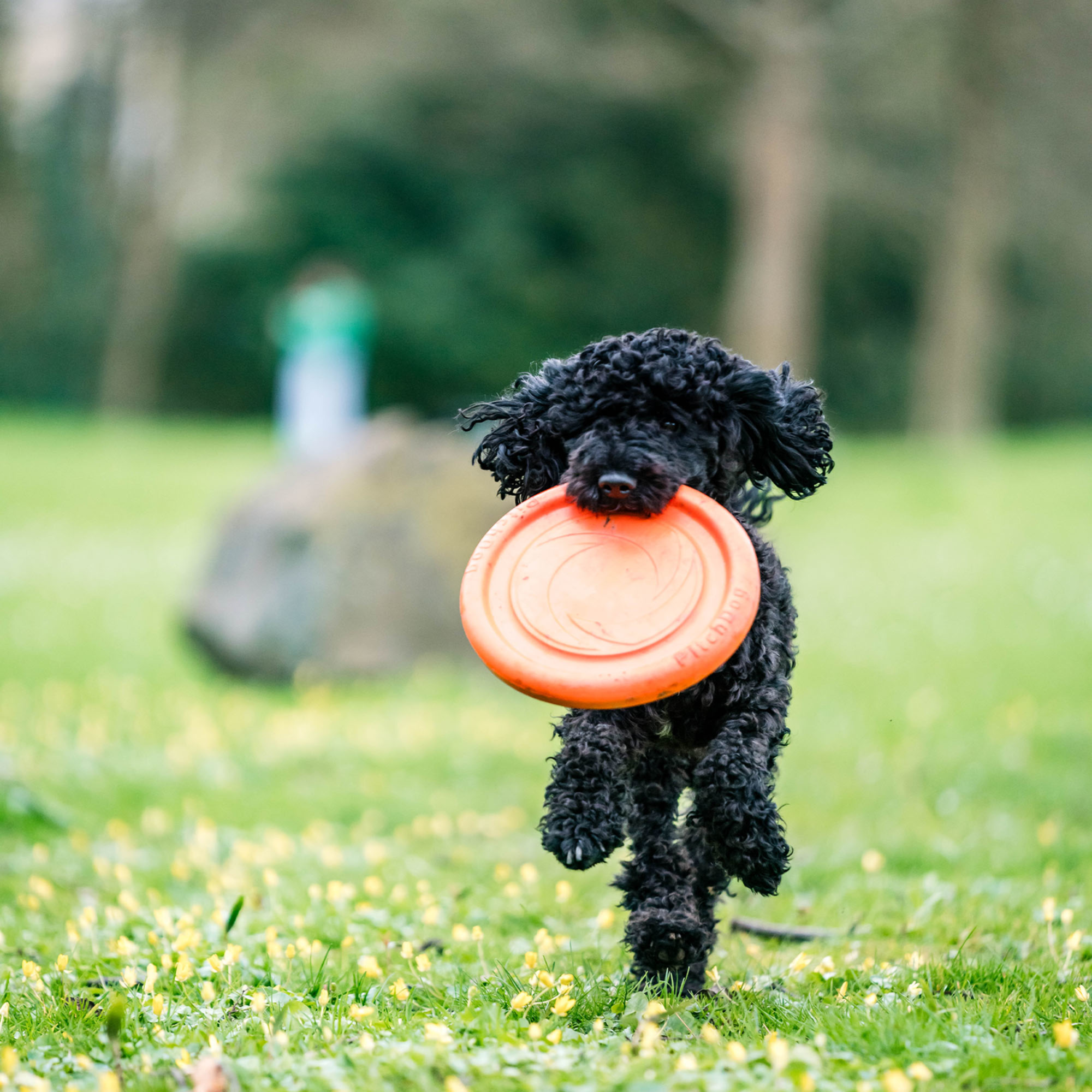 Hundespielzeug Frisbee