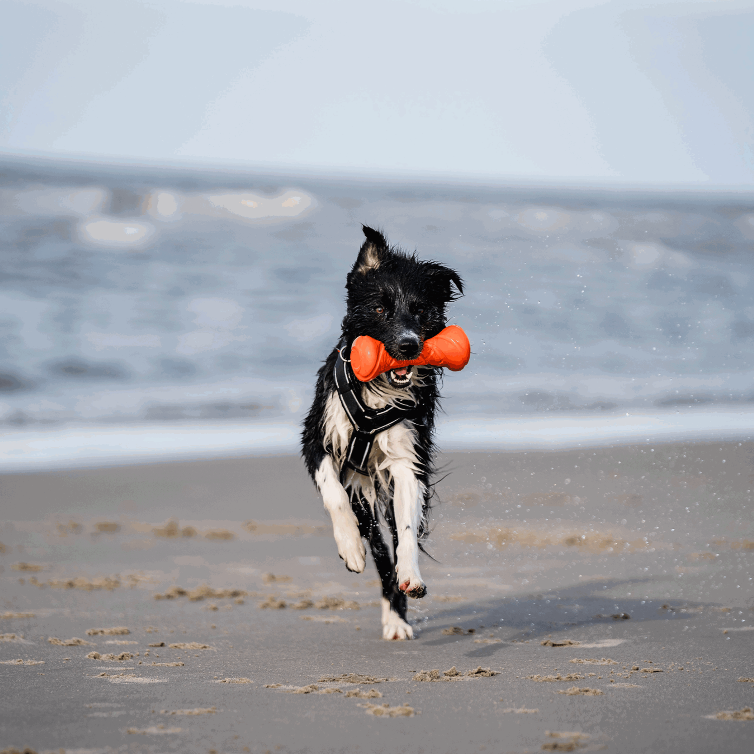 Hundespielzeug Apportierhantel
