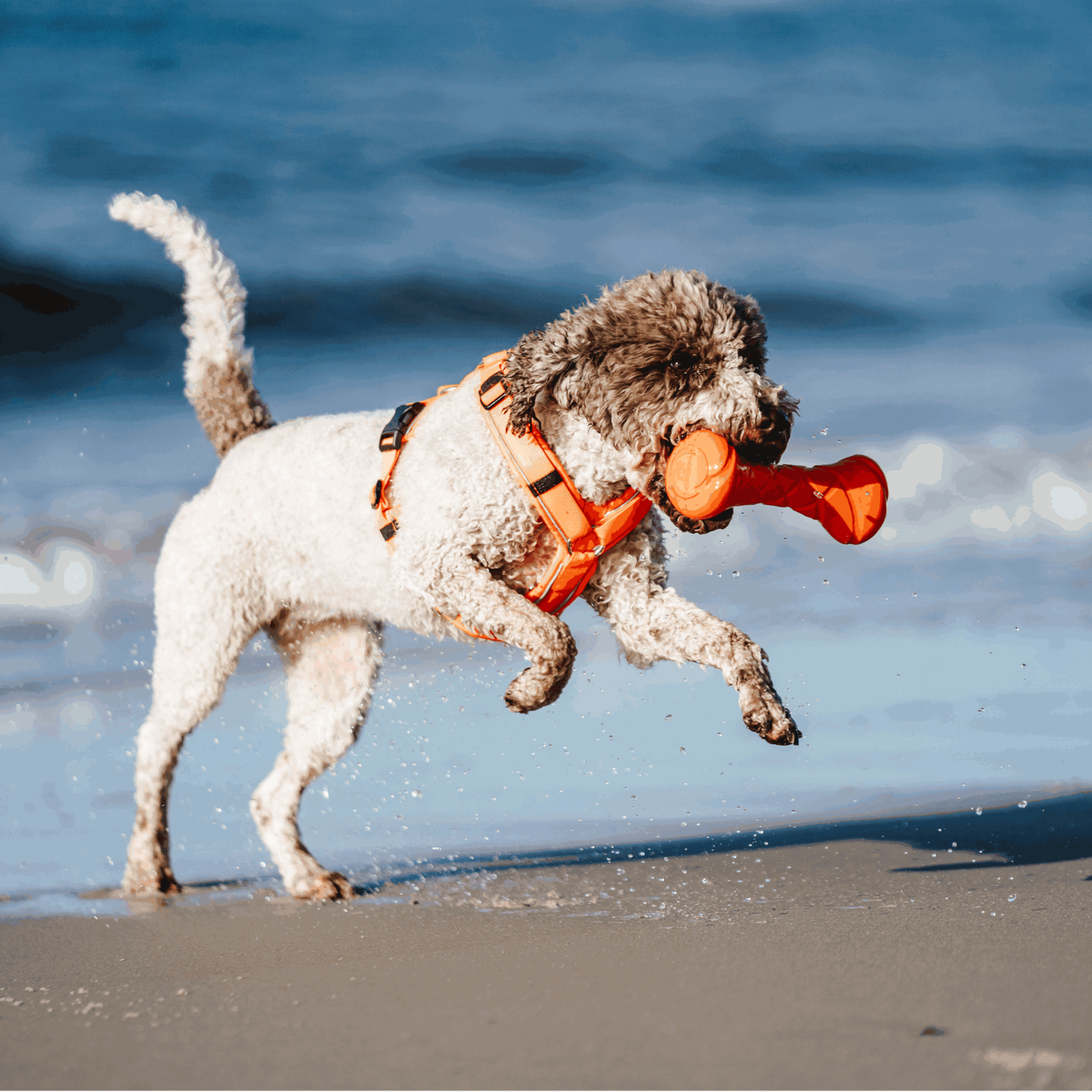 Hundespielzeug Apportierhantel