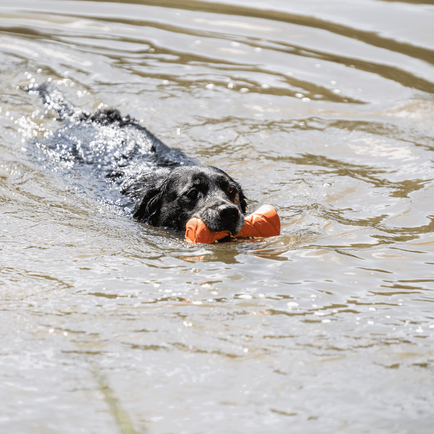 Hundespielzeug Apportierhantel