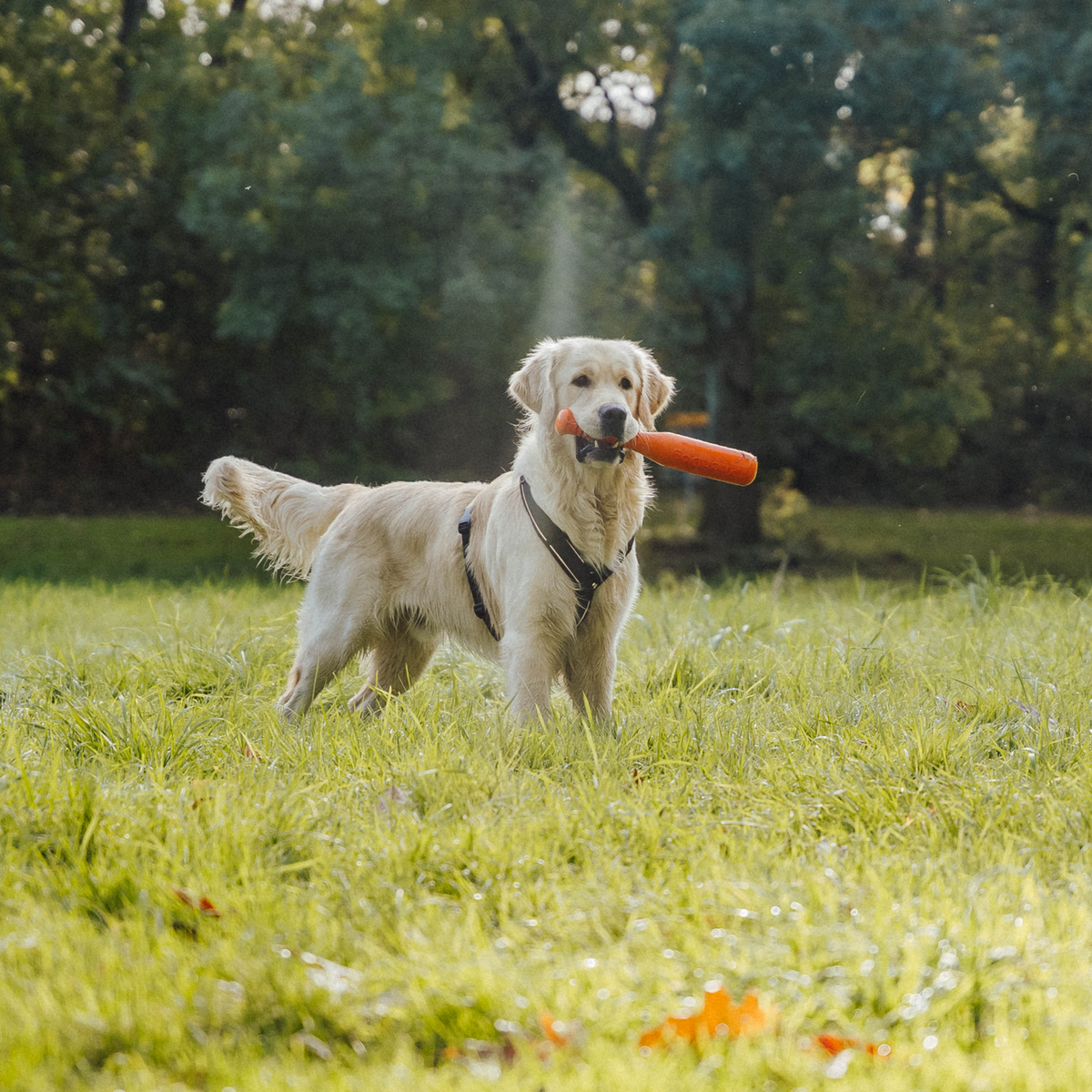 Hundespielzeug Softstick