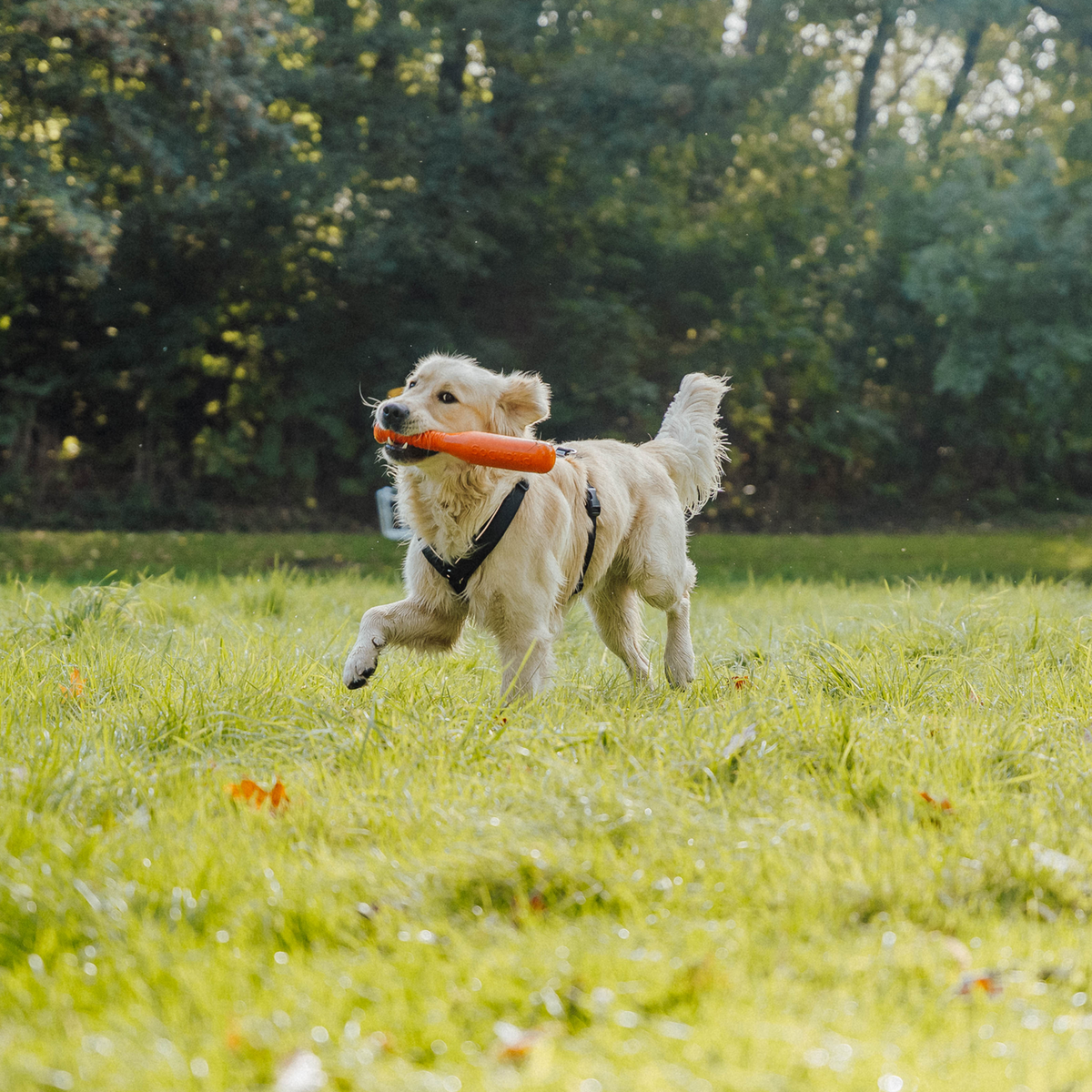 Hundespielzeug Softstick