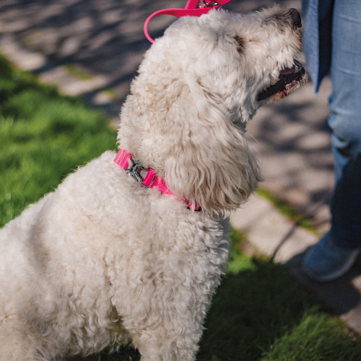 BioThane® Adjustable Halsband mit Durchzugskette und Spyder Verschluss, verstellbar