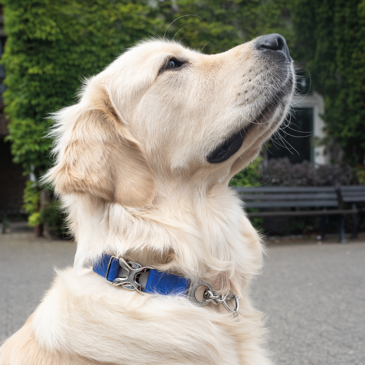 BioThane® Adjustable Halsband mit Durchzugskette und Spyder Verschluss, verstellbar