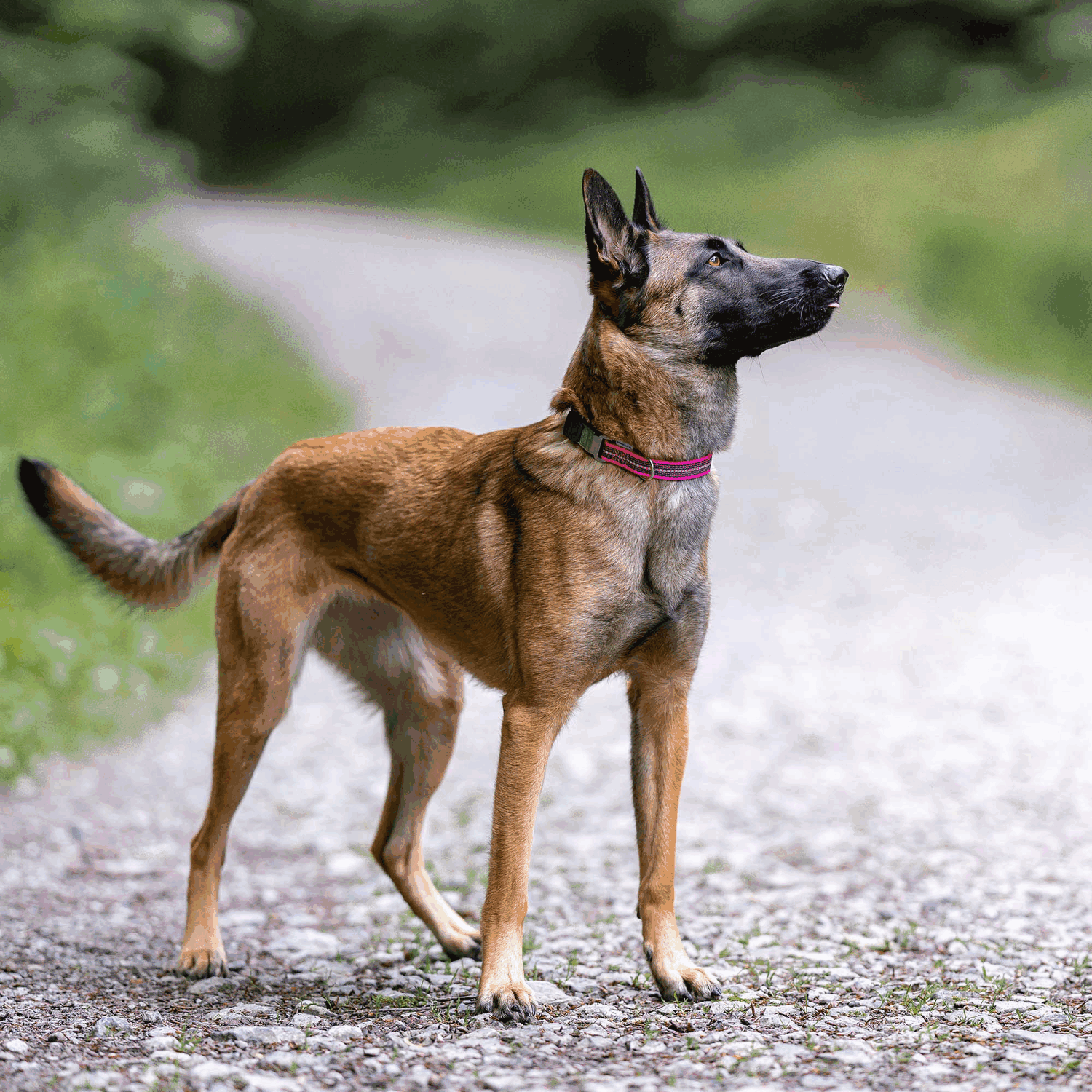 Verstellbares Hundehalsband - reflektierend | 59440-70_6.png | 1704464890