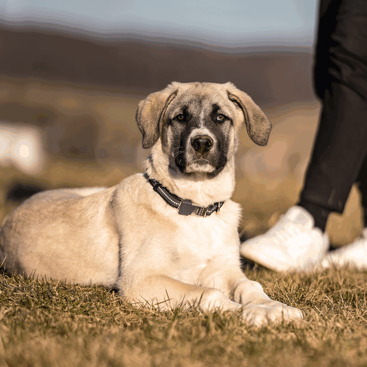 Verstellbares Hundehalsband - reflektierend