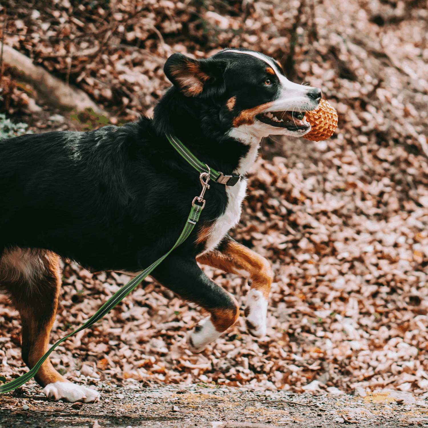 Verstellbares Hundehalsband - reflektierend | 59440-73_3.png | 1704464892