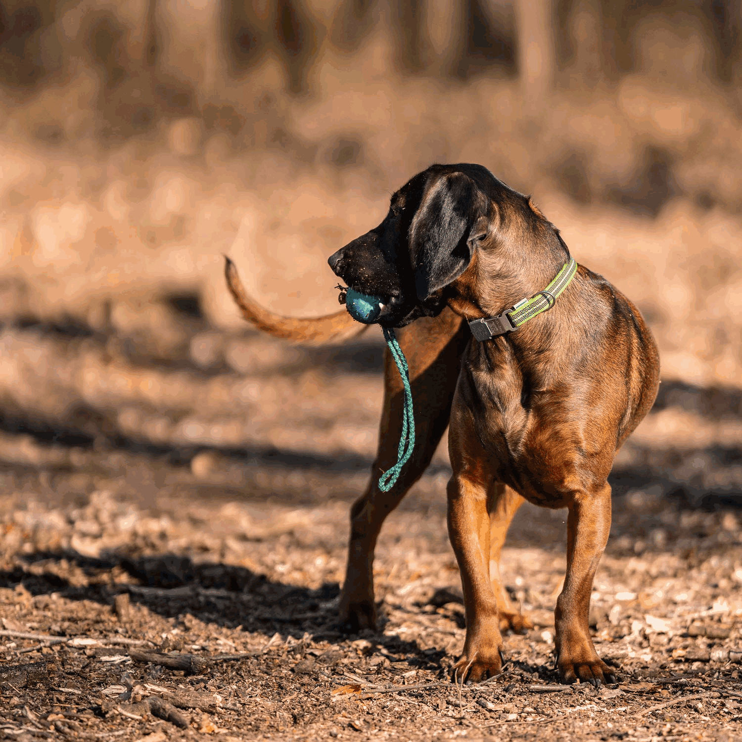 Verstellbares Hundehalsband - reflektierend | 59440-73_6.png | 1704464893