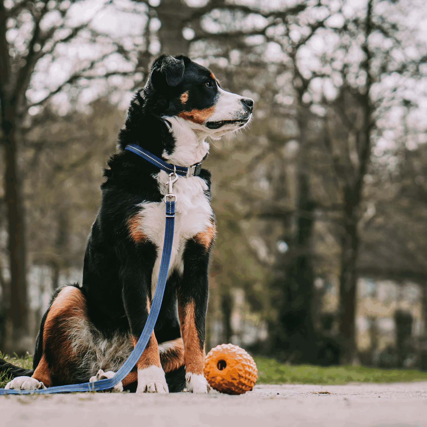 Verstellbares Hundehalsband - reflektierend | 59440-76_2.png | 1704464894