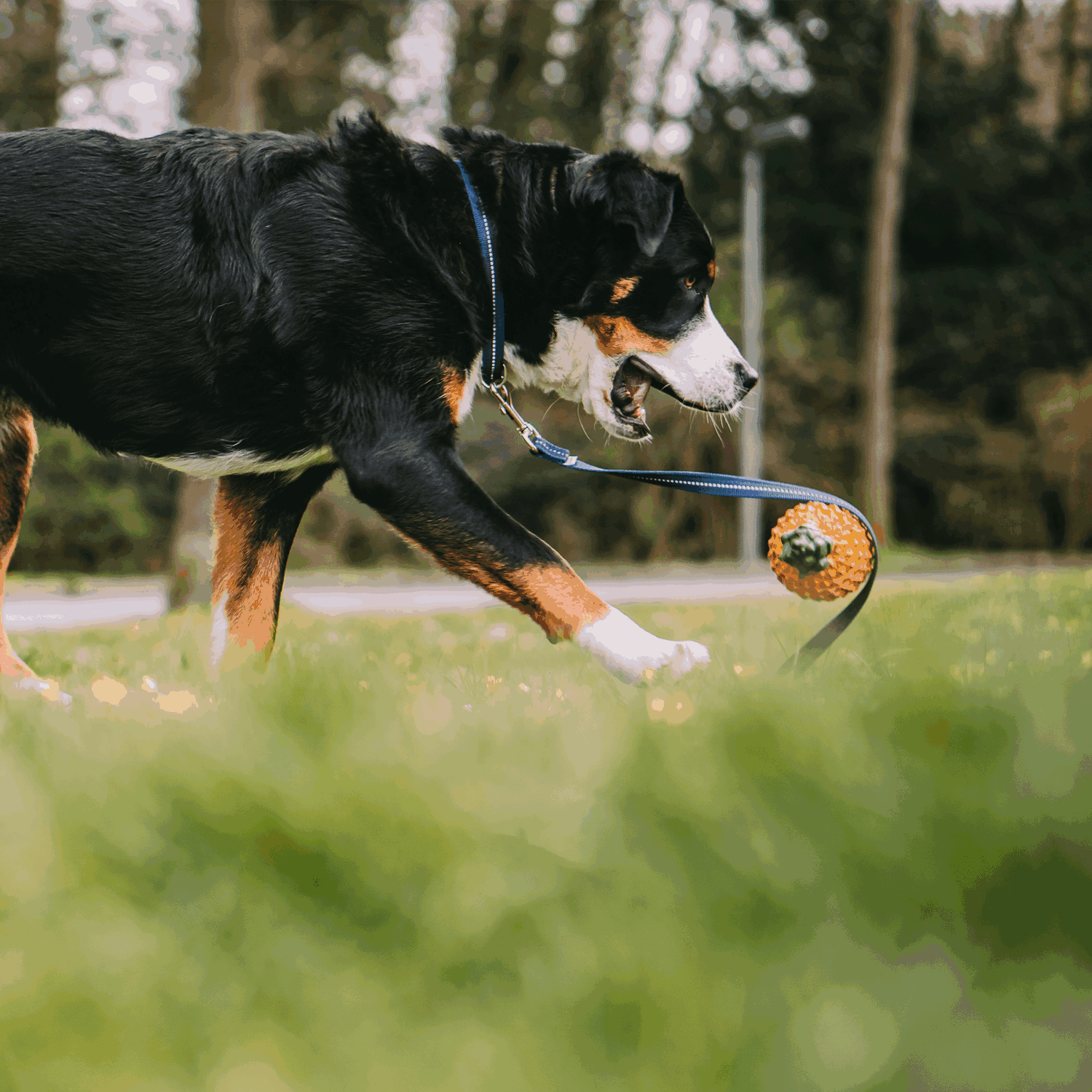 Verstellbares Hundehalsband - reflektierend | 59440-76_4.png | 1704464894