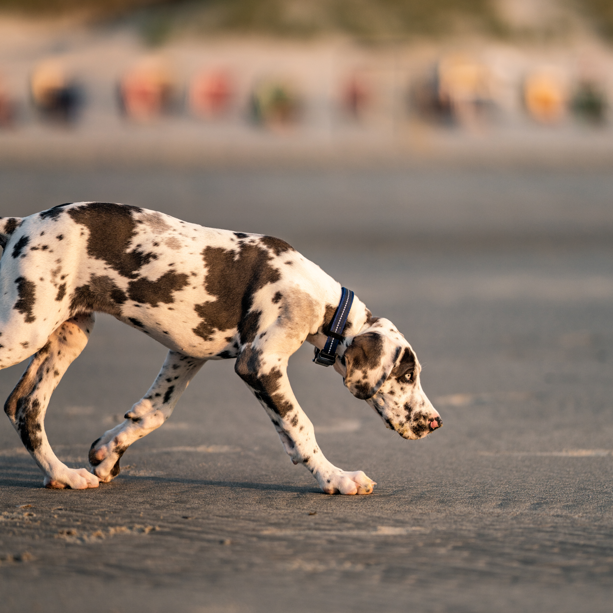 Verstellbares Hundehalsband - reflektierend