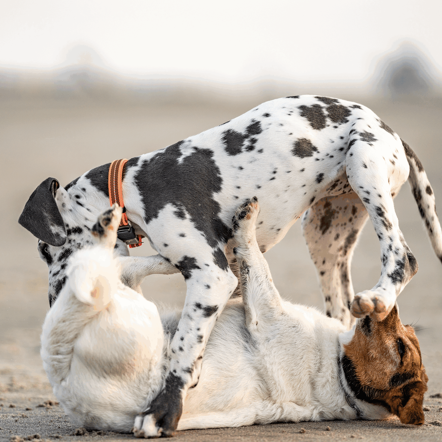 Verstellbares Hundehalsband - reflektierend | 59440-77_6.png | 1704464898