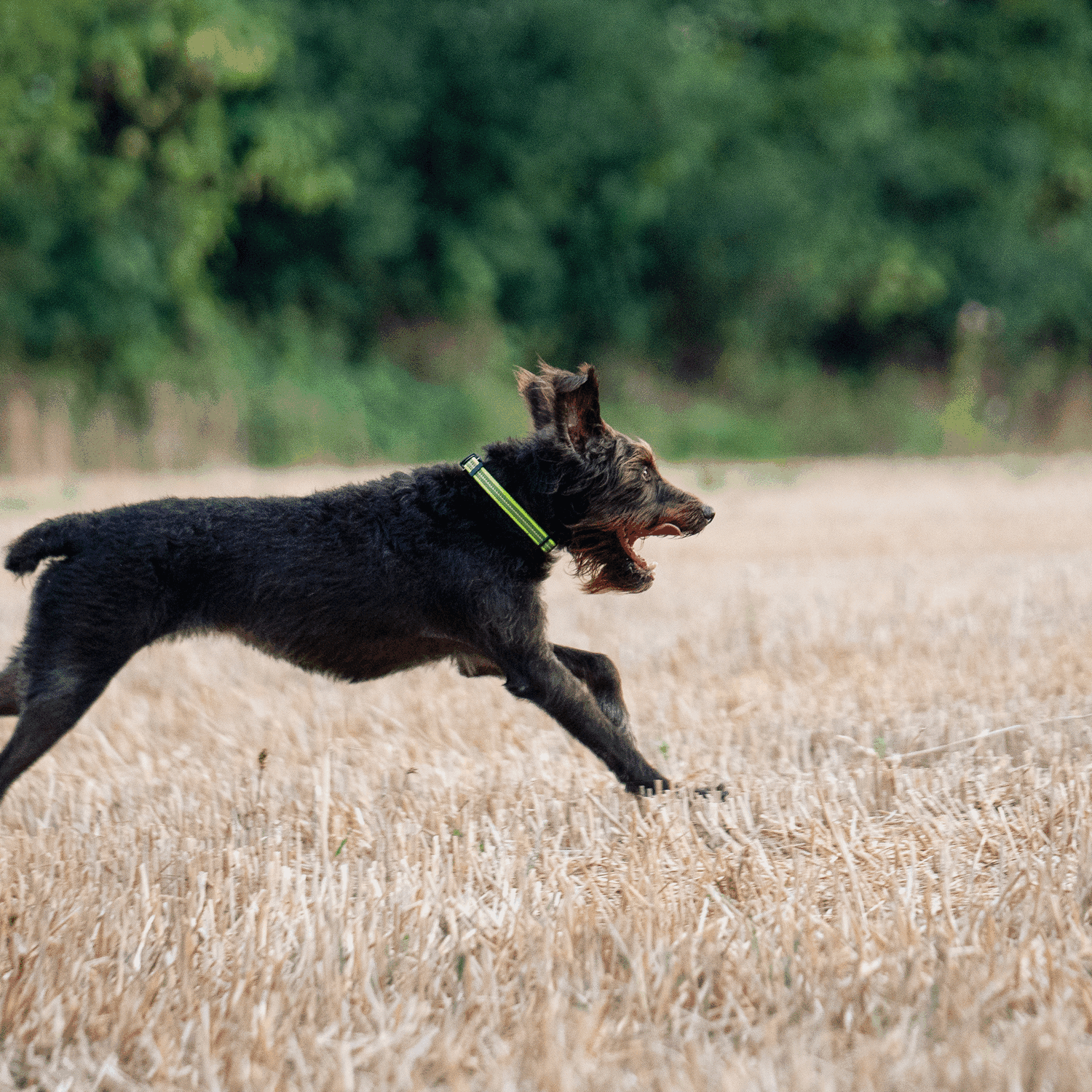 Verstellbares Hundehalsband - reflektierend | 59440-81_9.png | 1704464901