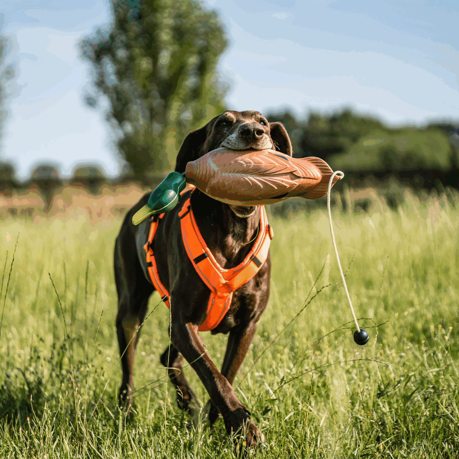 Apportierdummy - Ente | 5945010300_01.png | 1724063756