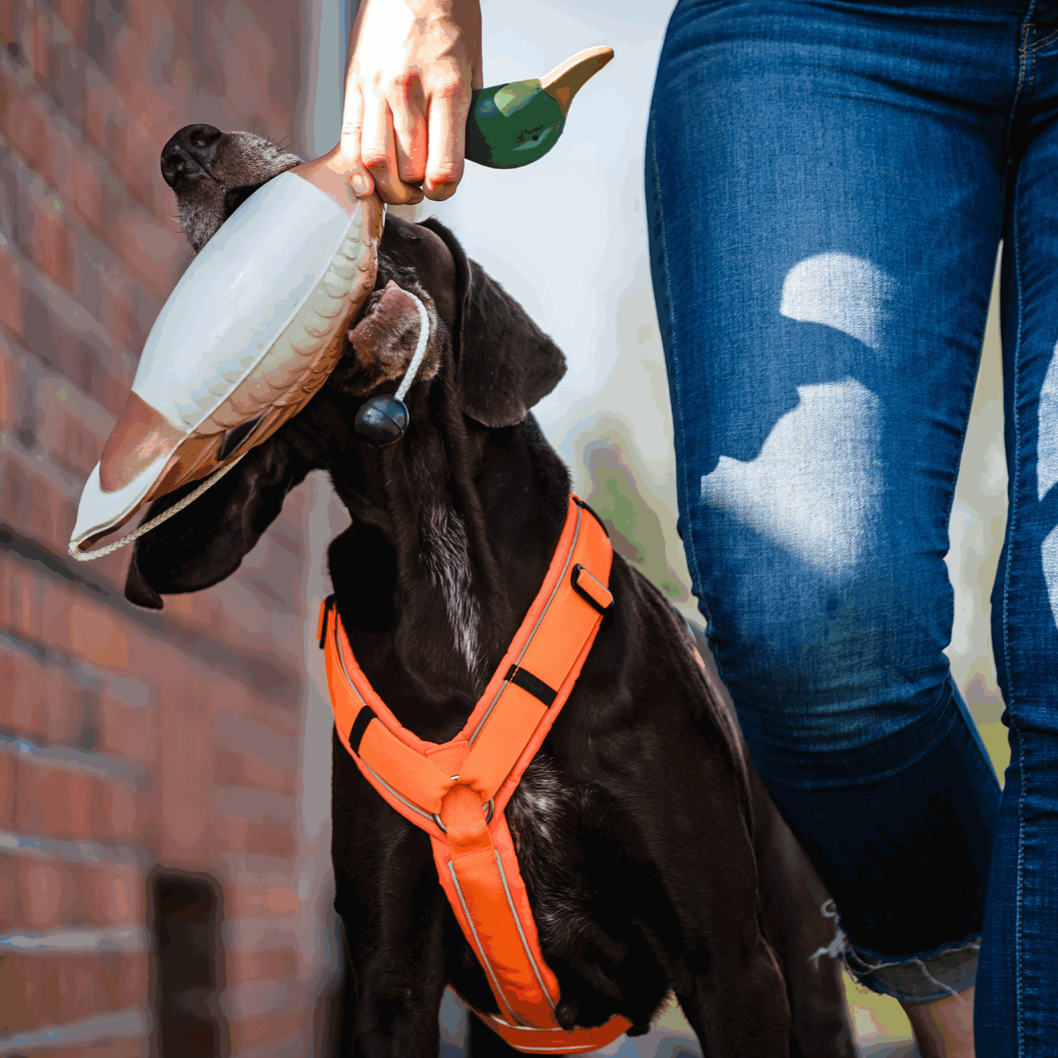 Apportierdummy - Ente | 5945010300_02.png | 1724063758