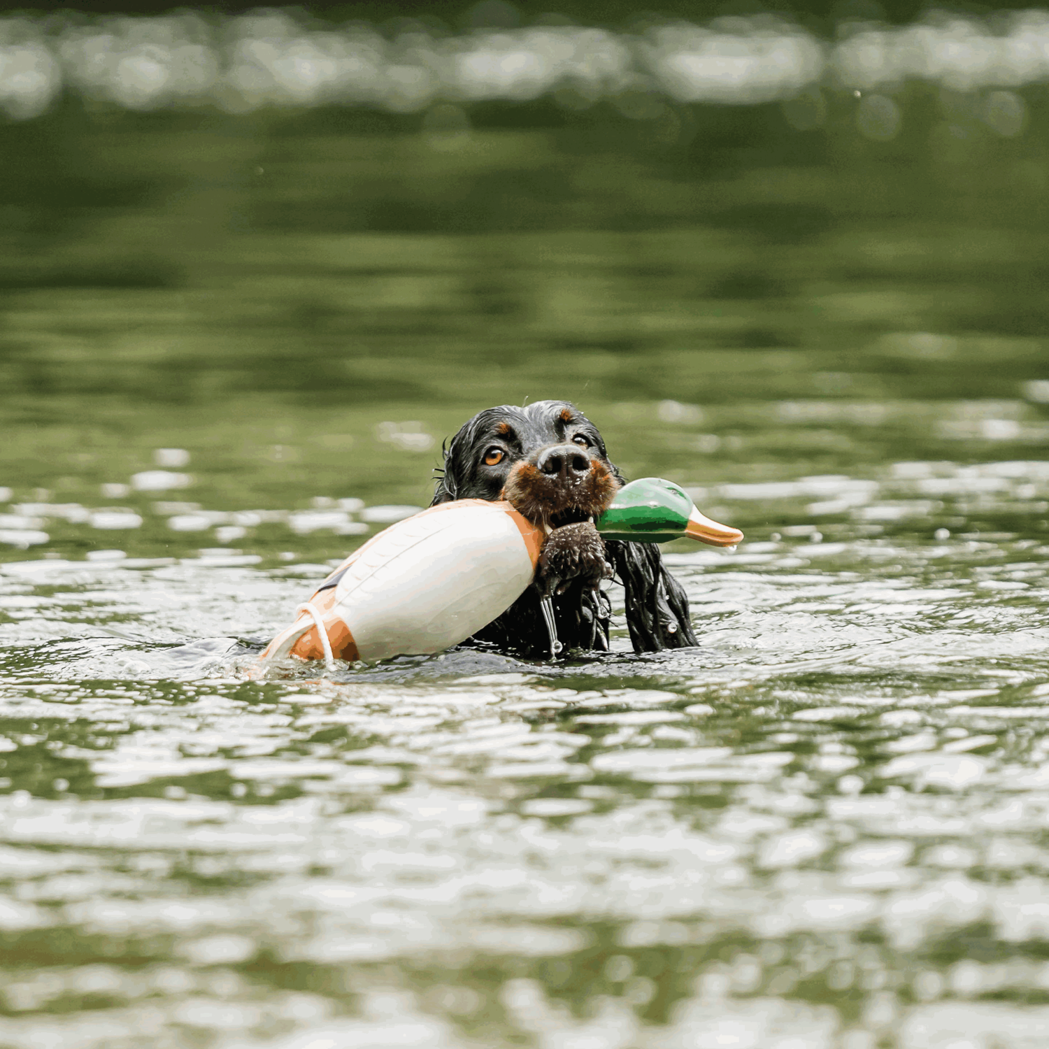 Apportierdummy - Ente | 5945010300_11.png | 1724063770