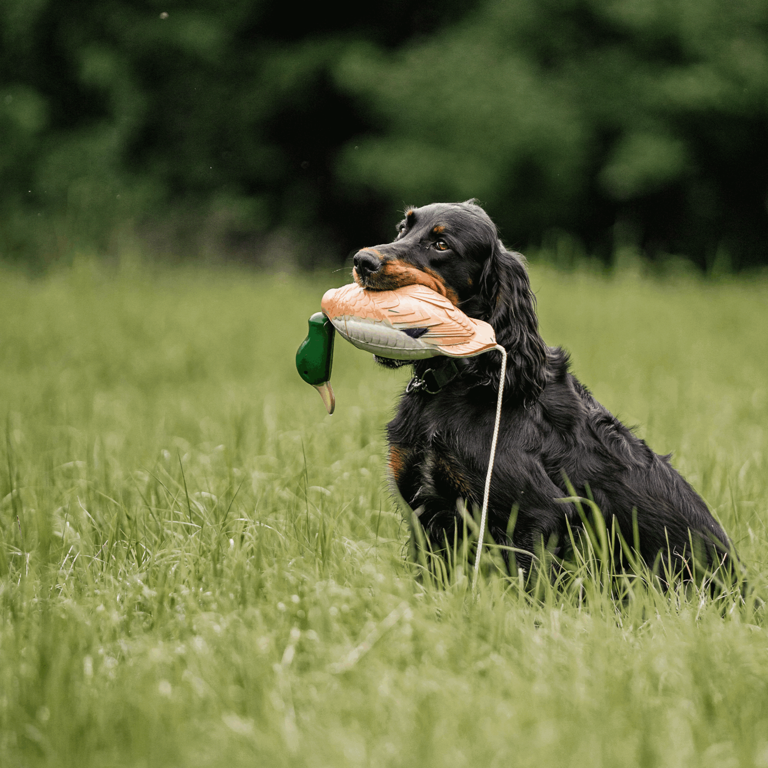 Apportierdummy - Ente | 5945010300_19.png | 1724063786
