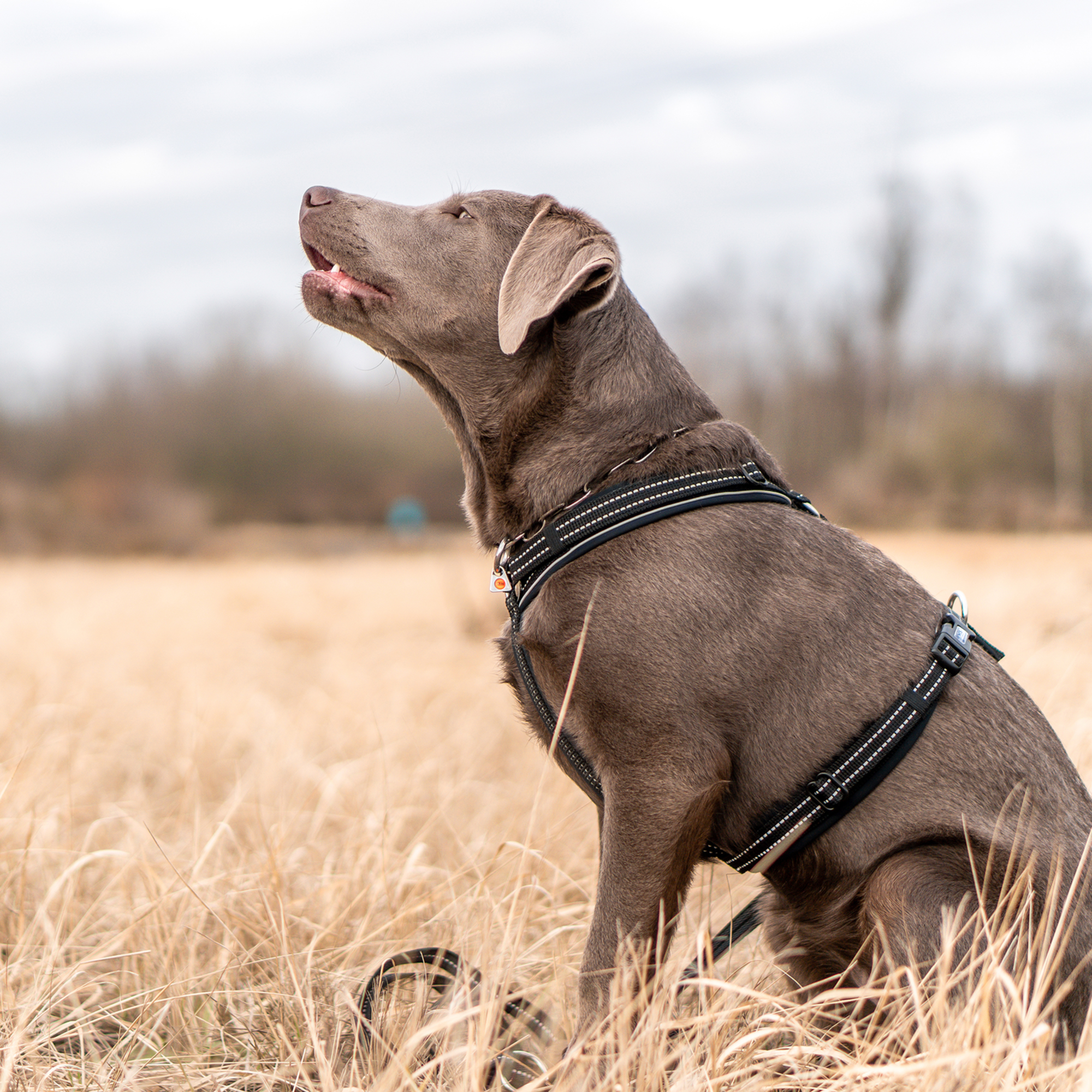 Hundegeschirr Y-Geschirr