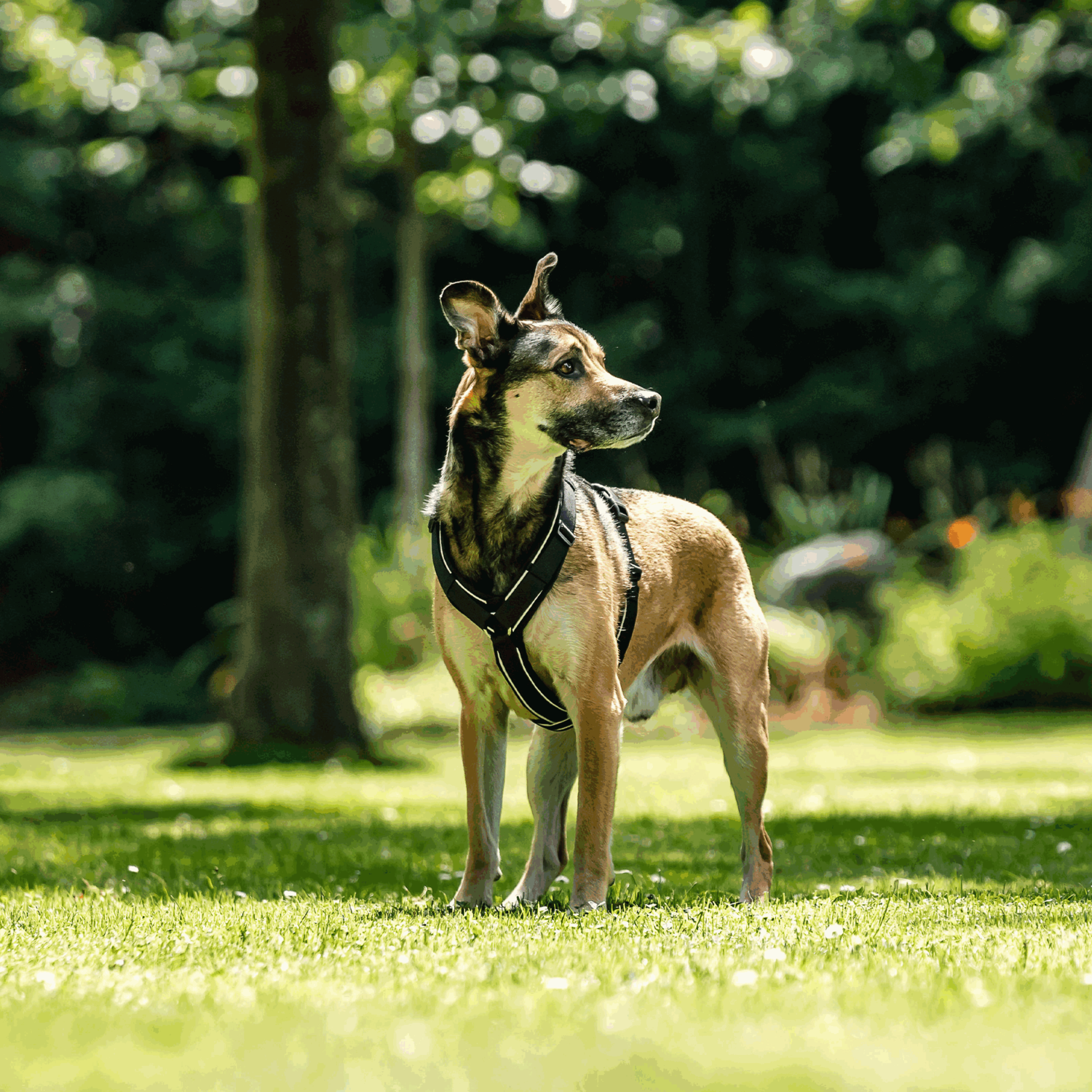 Hundegeschirr Y-Geschirr 2.0
