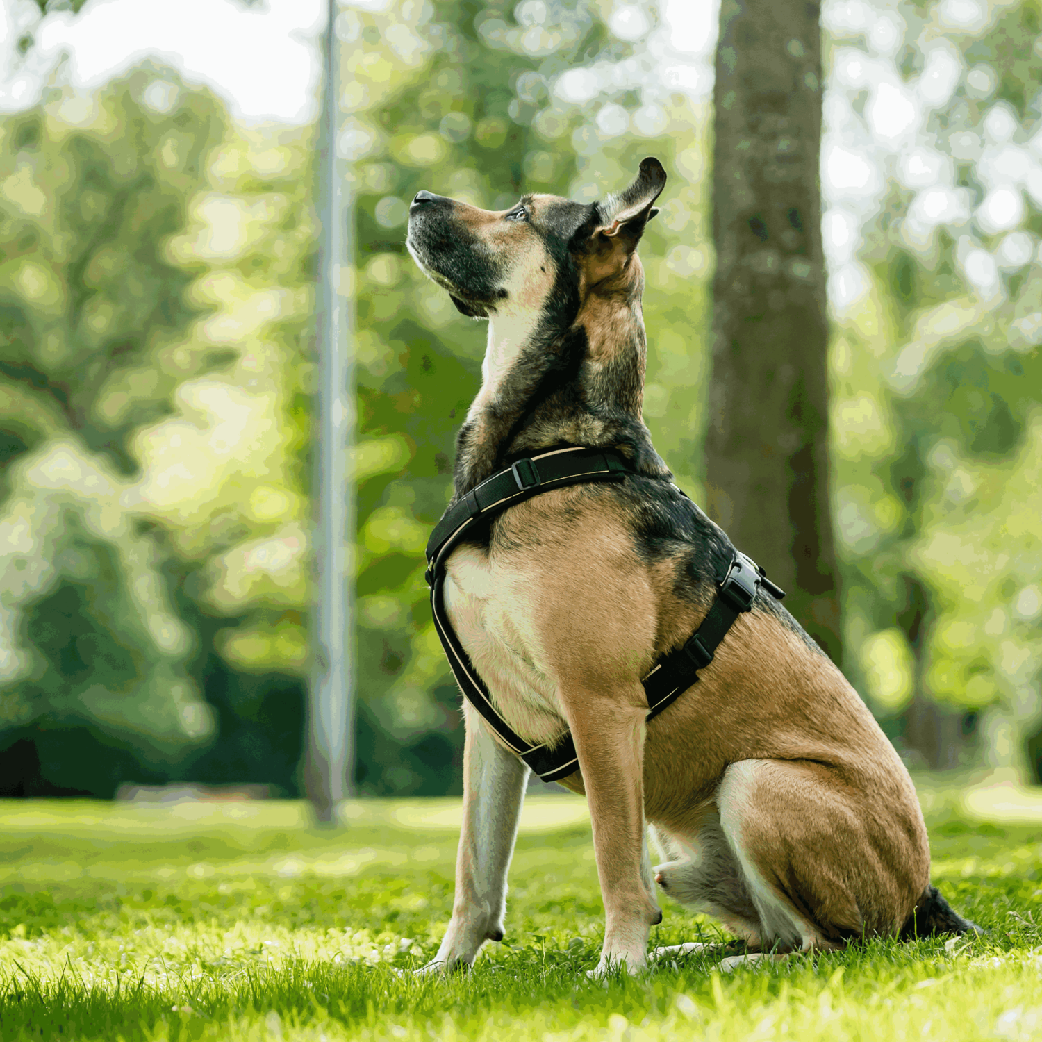 Hundegeschirr Y-Geschirr 2.0