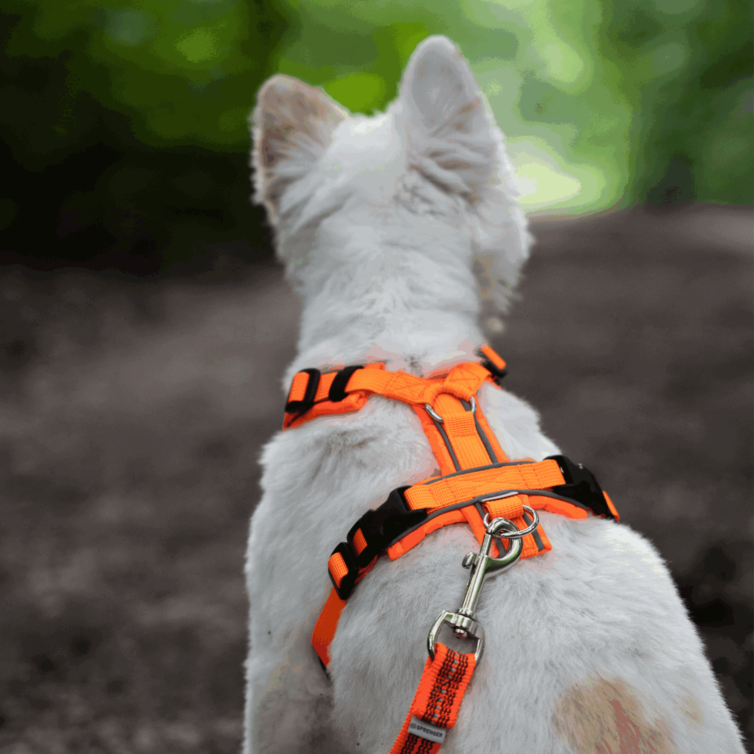 Hundegeschirr Y-Geschirr 2.0
