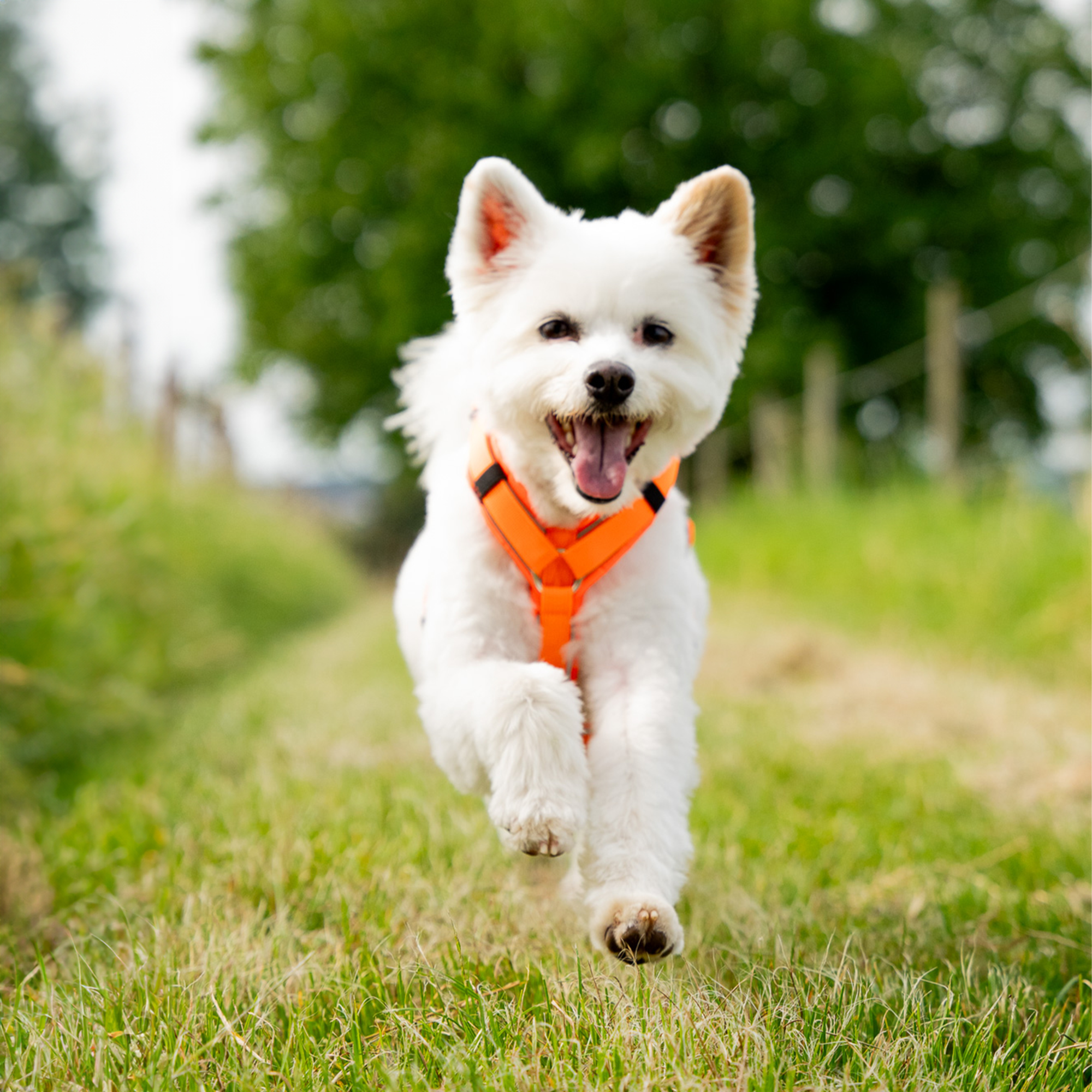 Hundegeschirr Y-Geschirr 2.0