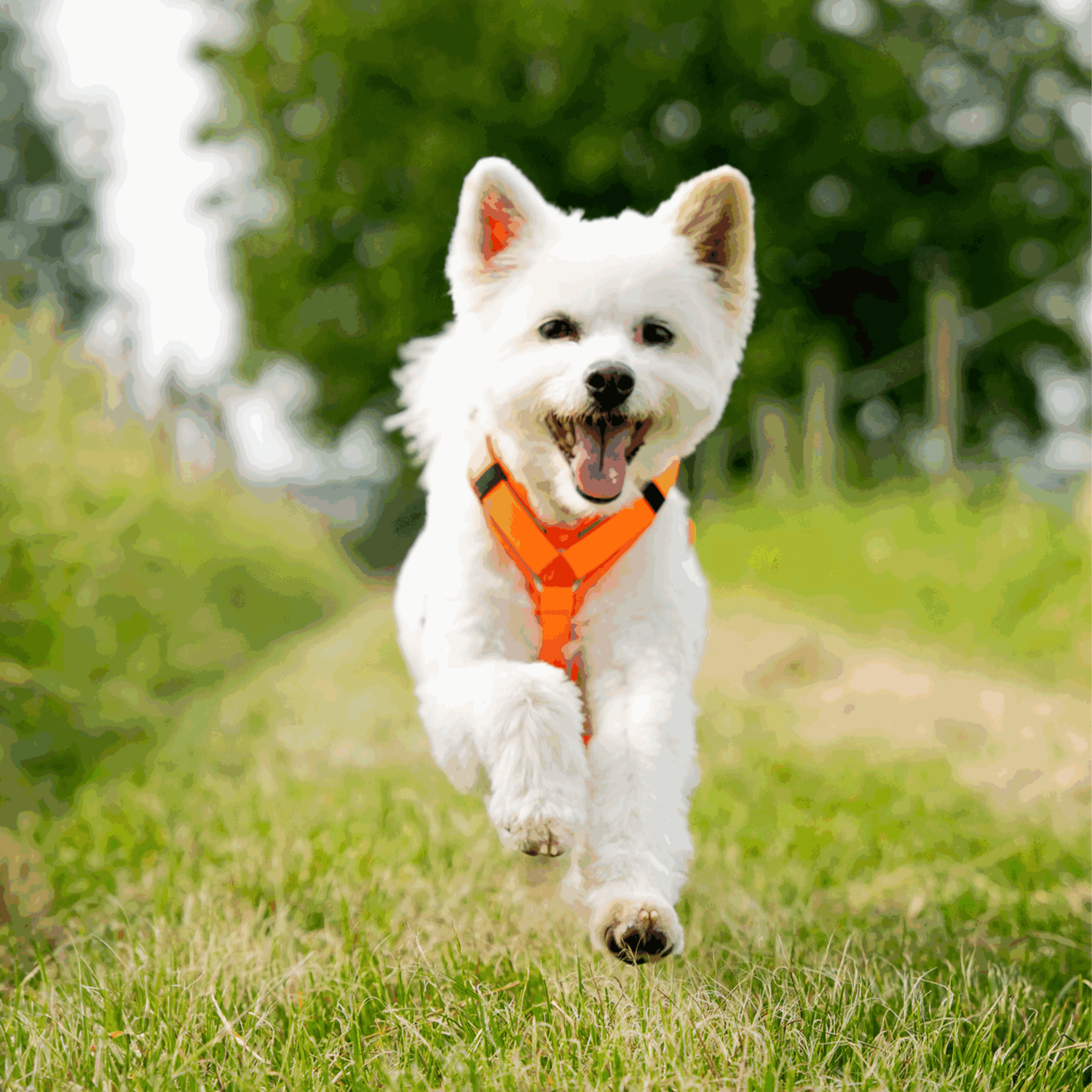 Hundegeschirr Y-Geschirr 2.0