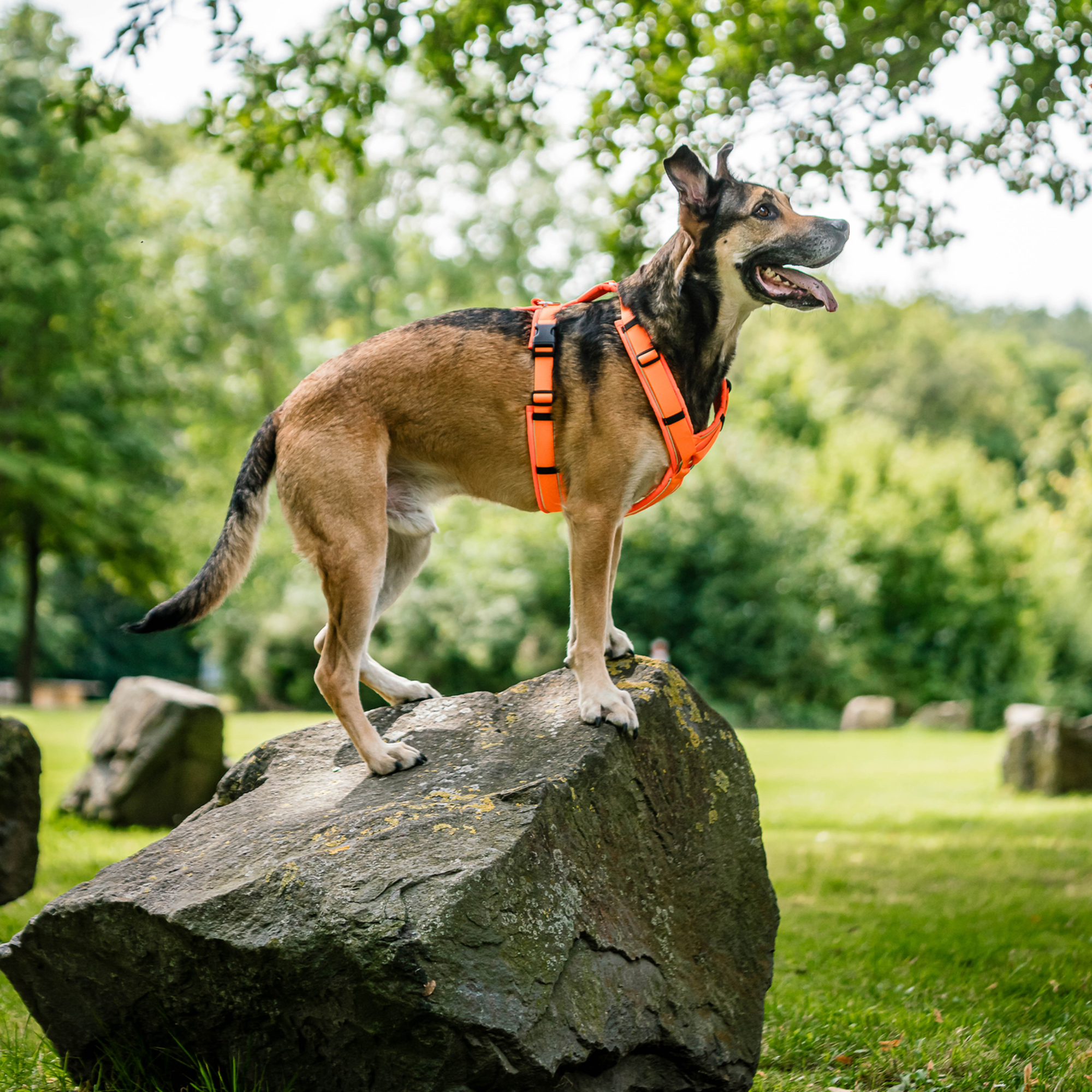 Hundegeschirr Y-Geschirr 2.0