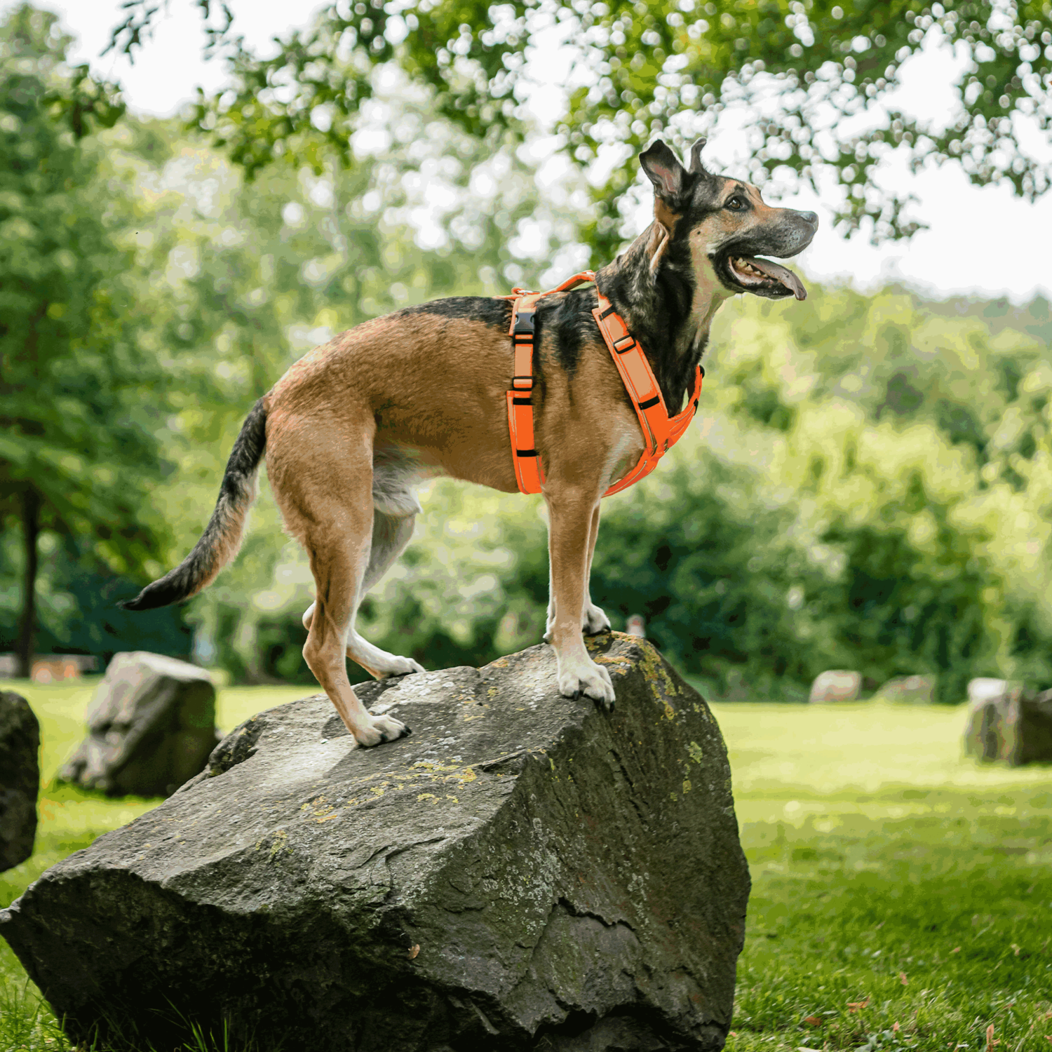 Hundegeschirr Y-Geschirr 2.0